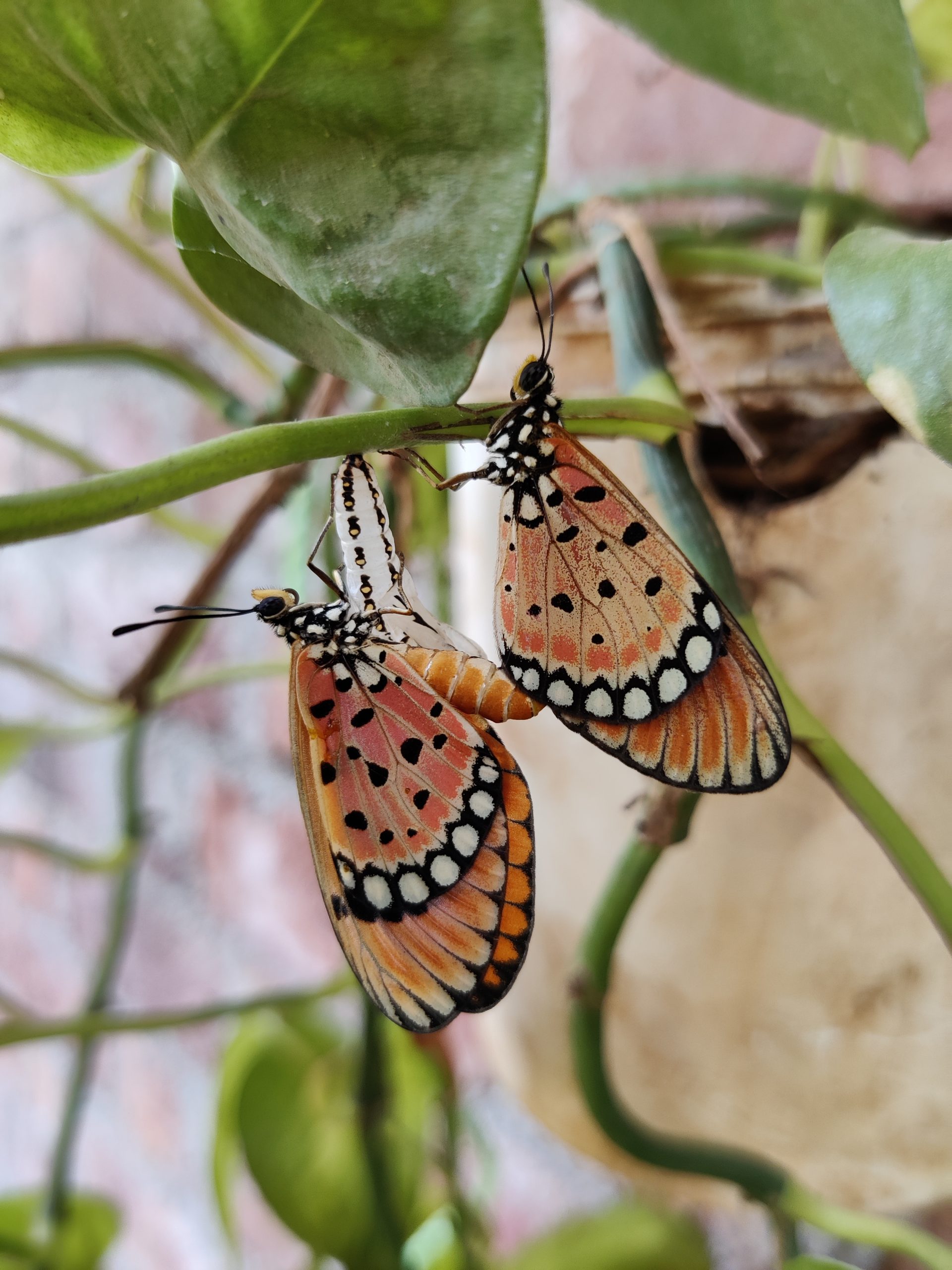 Butterflies on a plant