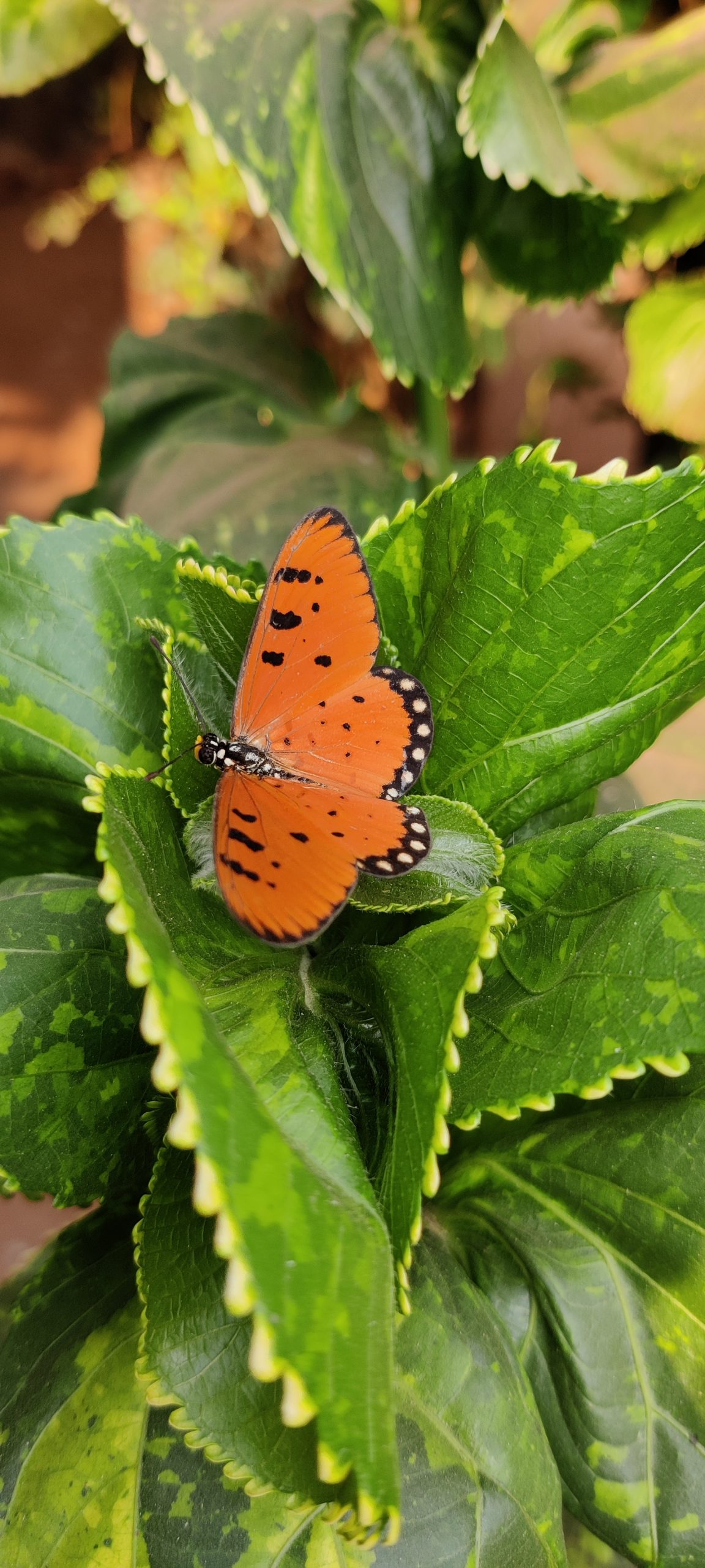 Orange textured butterfly on leaves