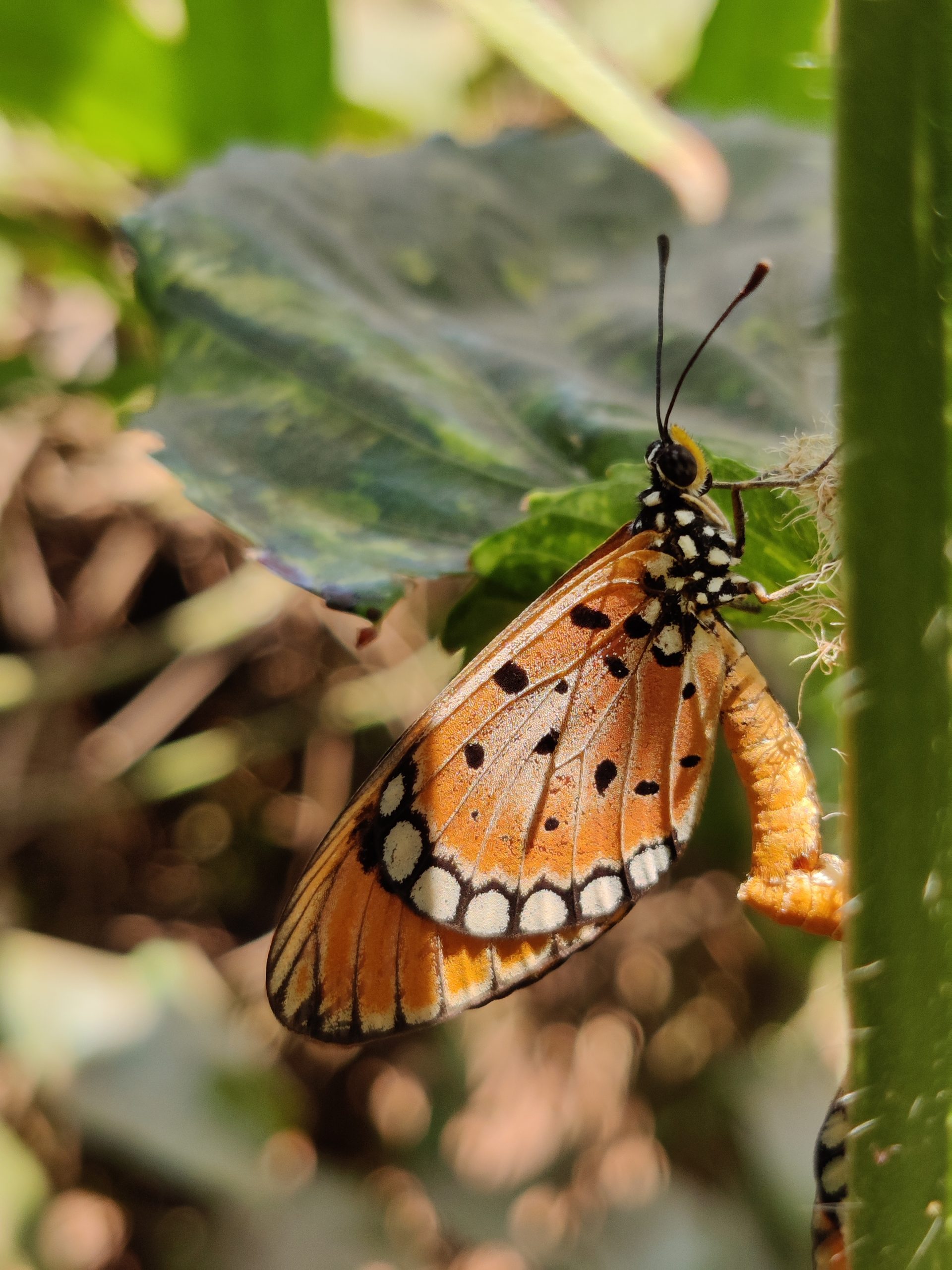 Butterfly on plant stem