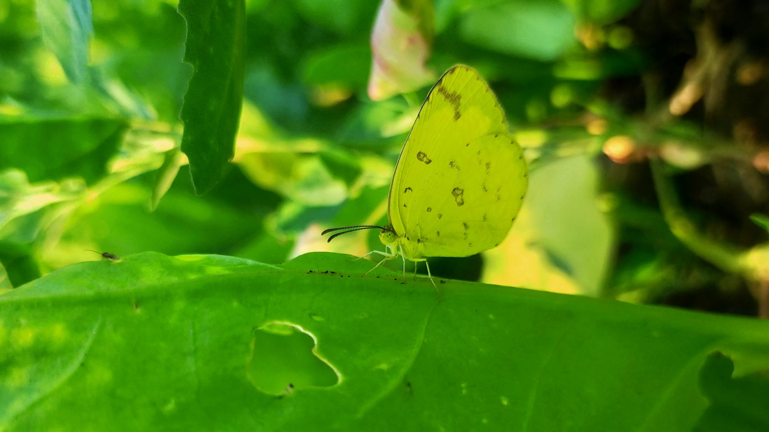 Butterfly on plant leaf