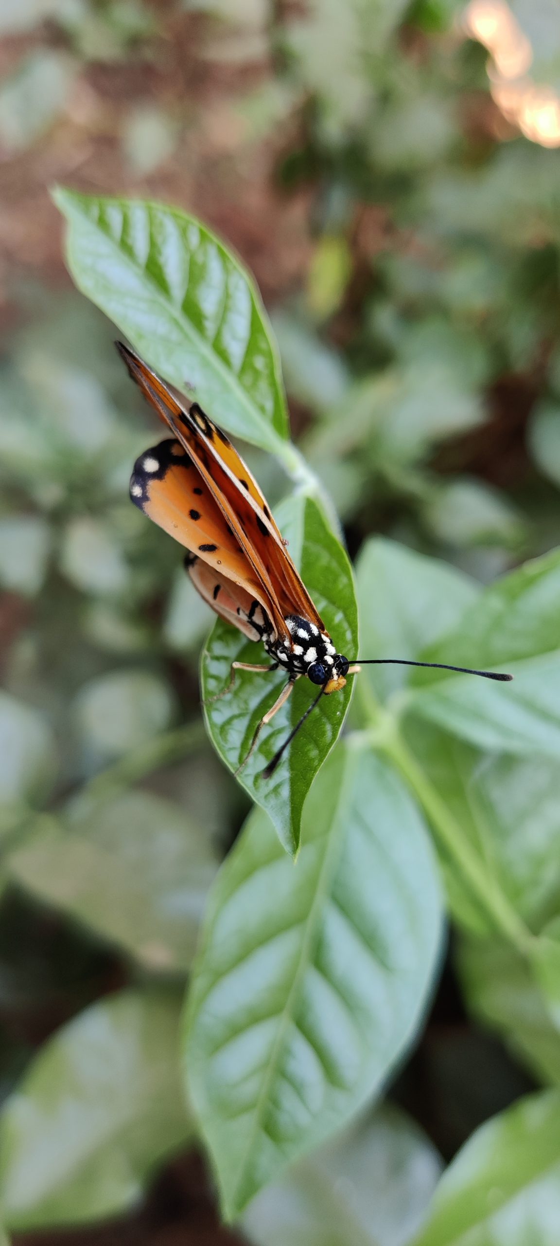 Butterfly on the plant leaf