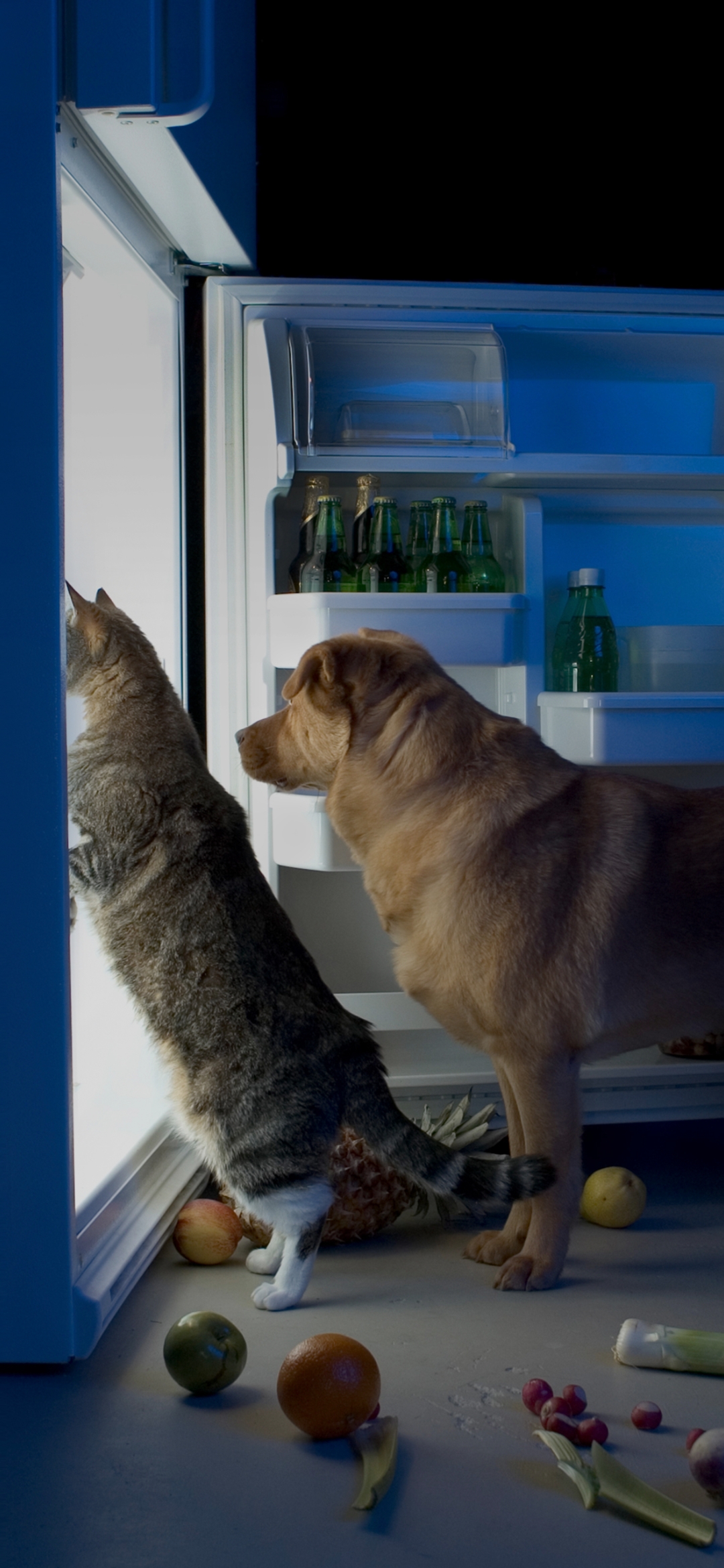 Cat and dog standing near the Fridge