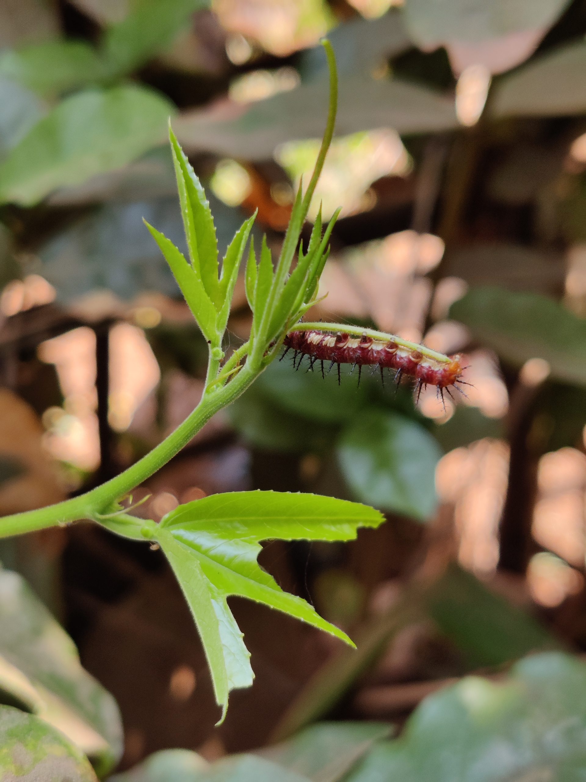 Caterpillar on leaf
