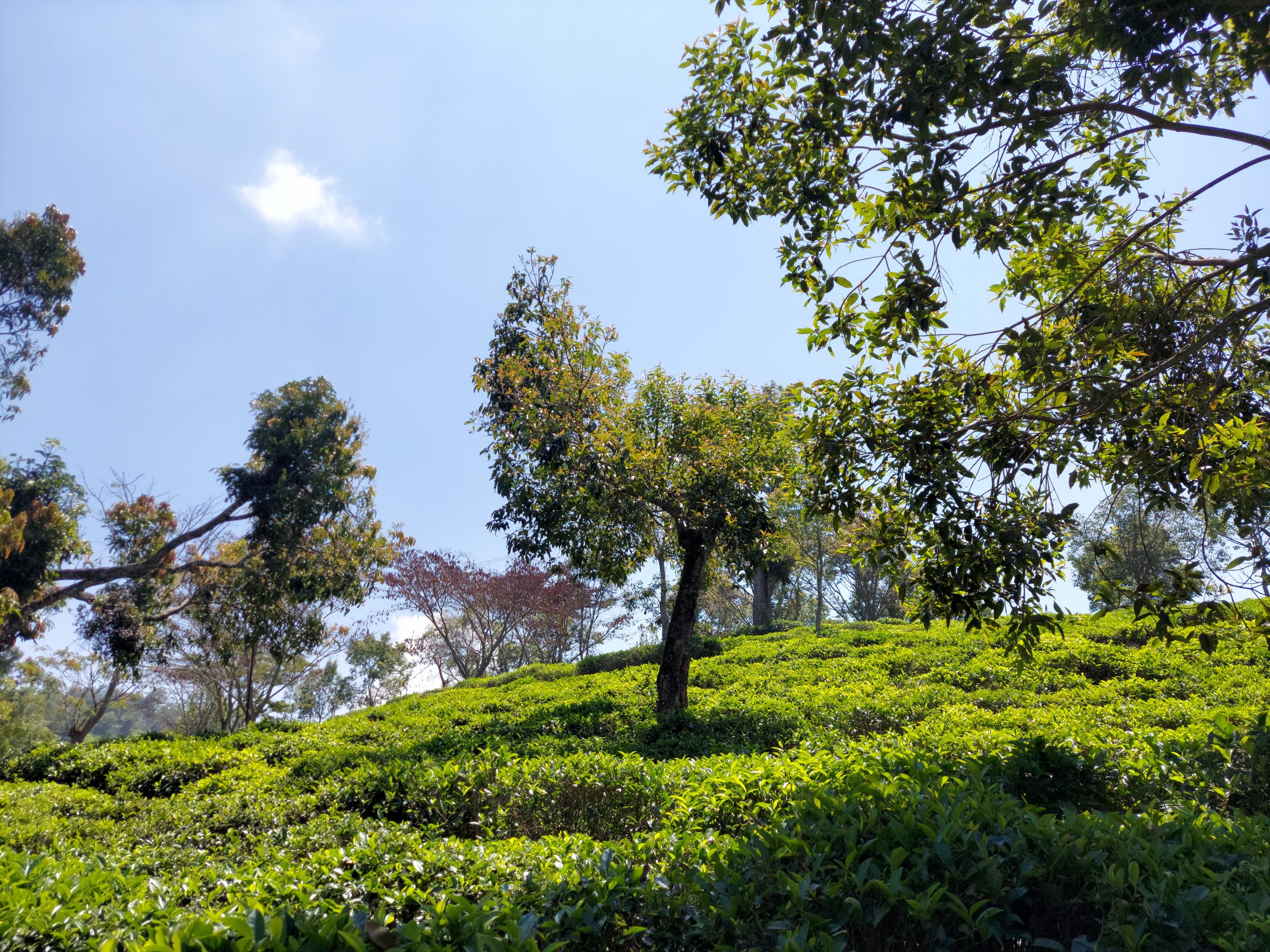 Tea estate near Catherine fall in Kotagiri
