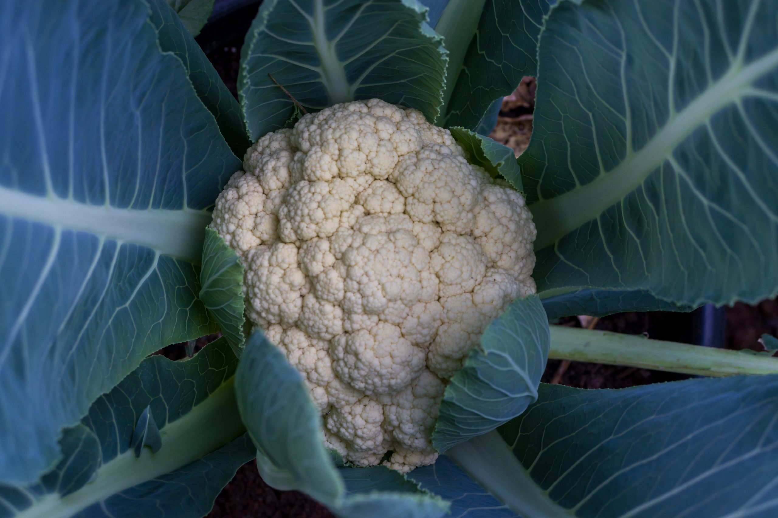 Cauliflower vegetable