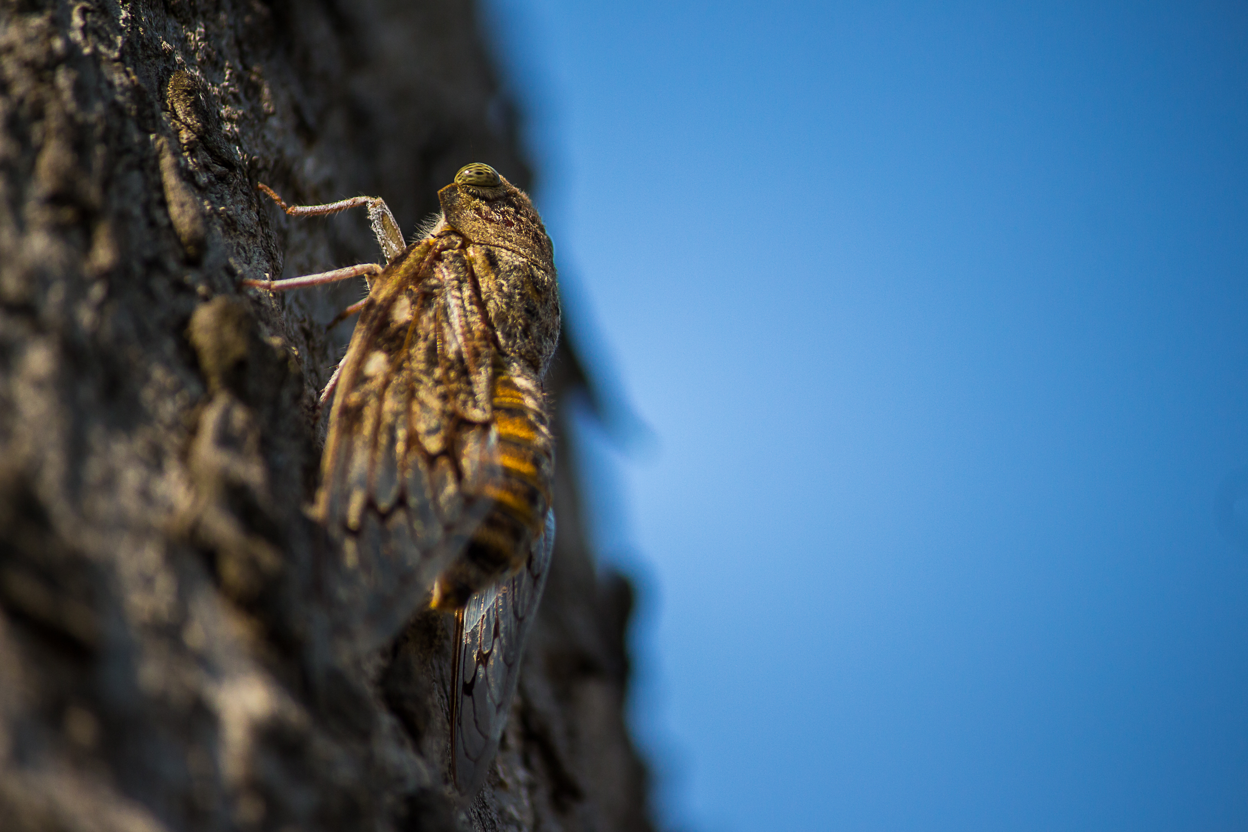 Cicadas insect on a tree bark