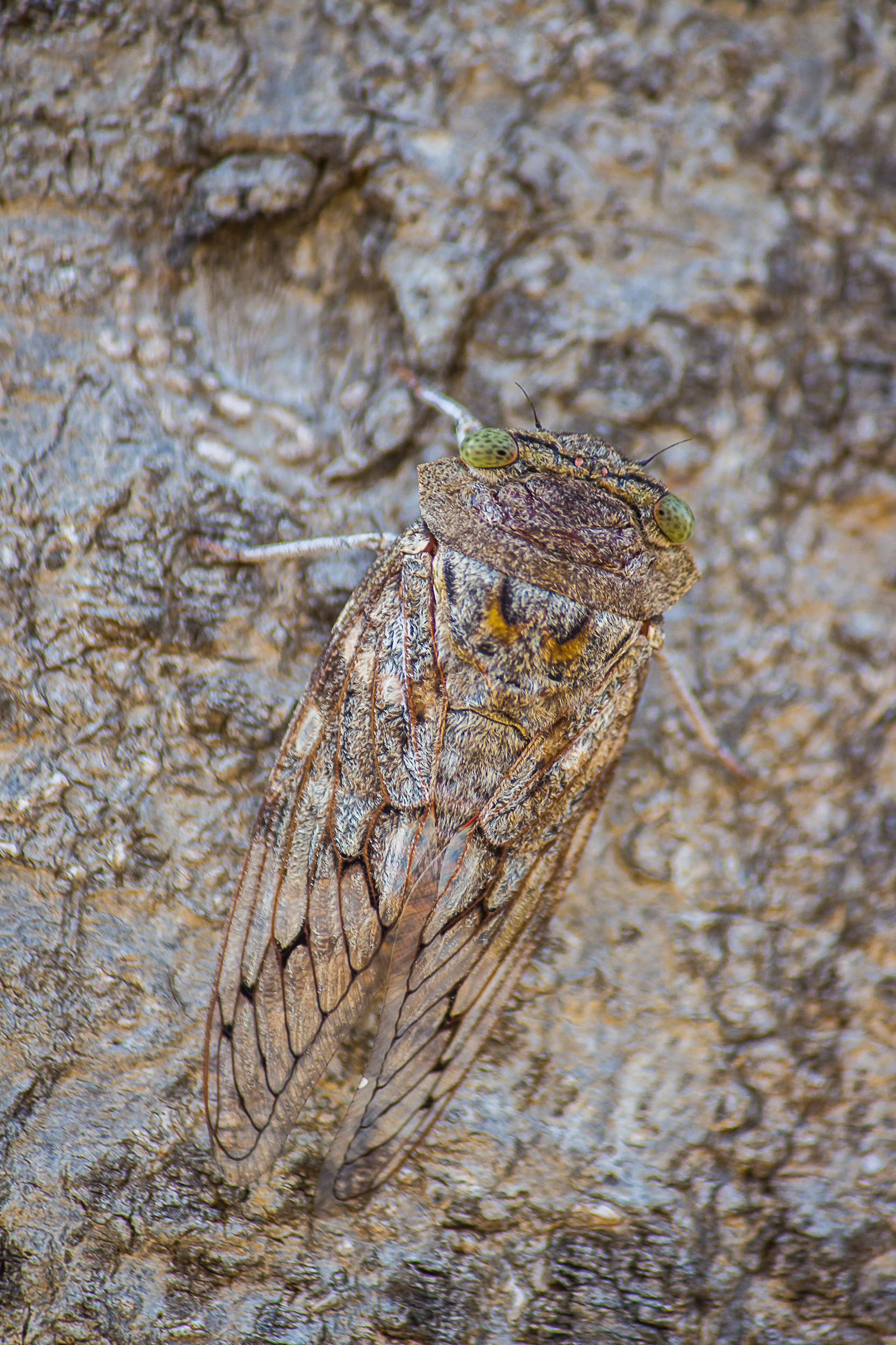 Cicadas on a tree bark