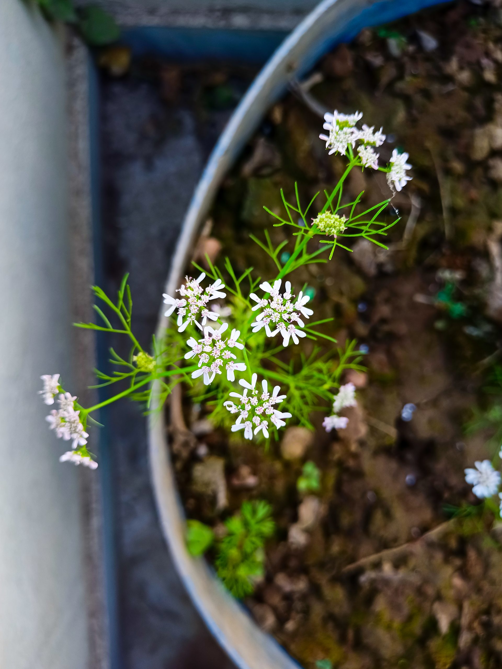 Coriander plant flowers