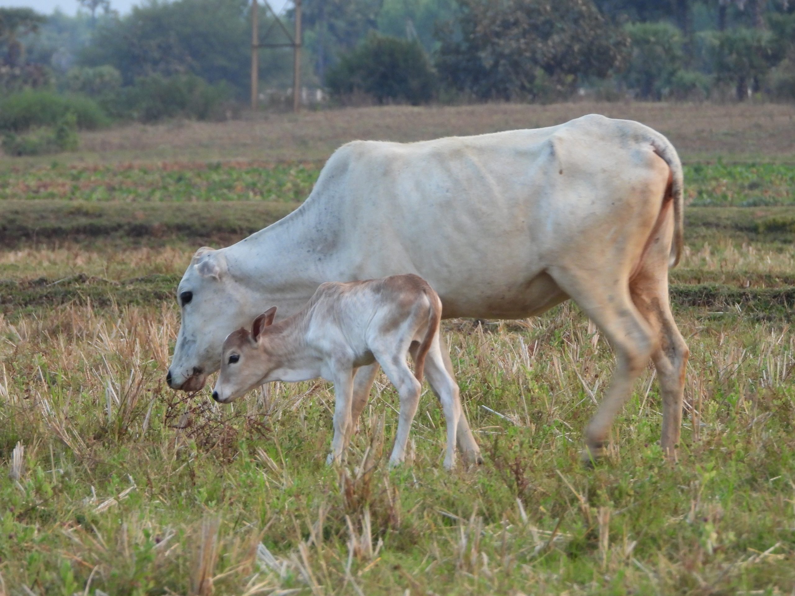 Cow and calf in the farm