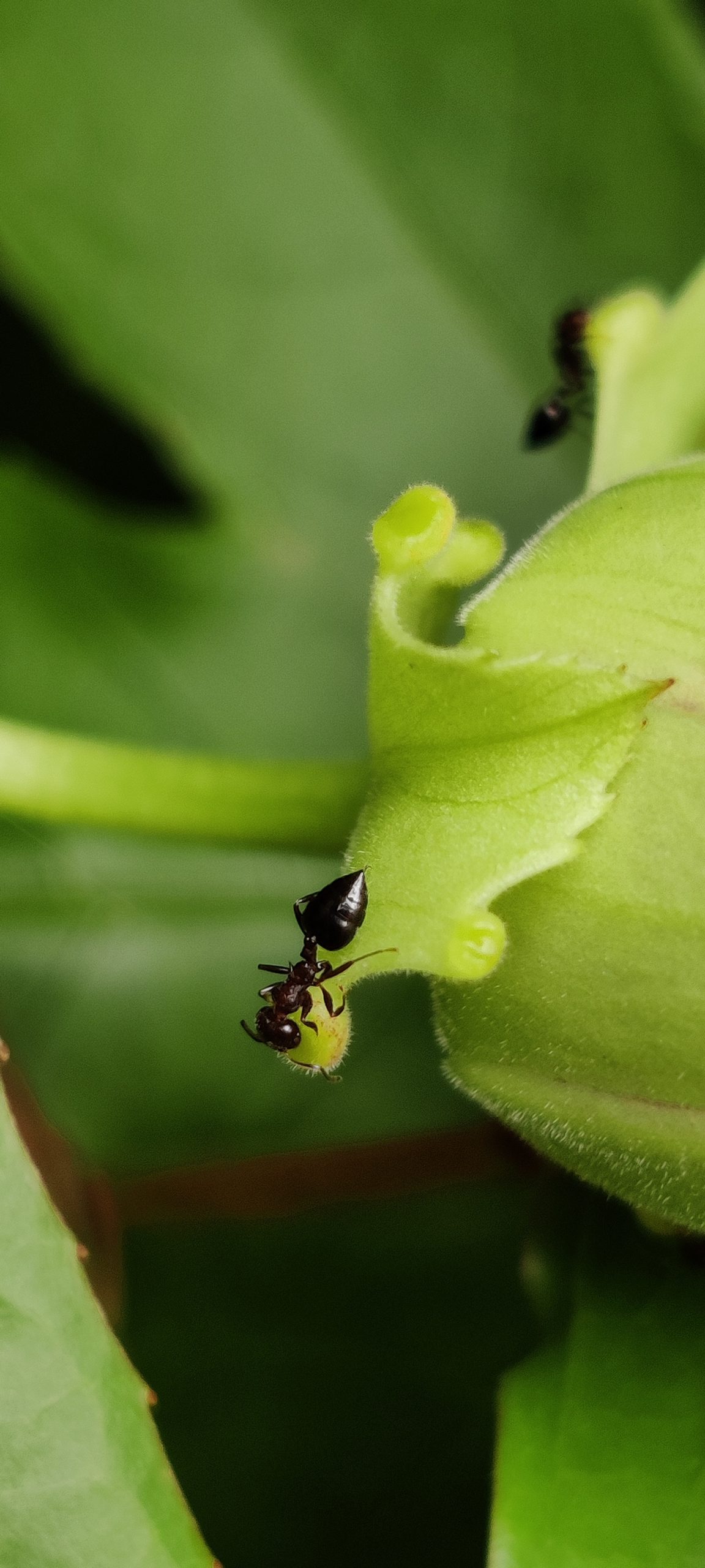 Crematogaster scutellaris ant