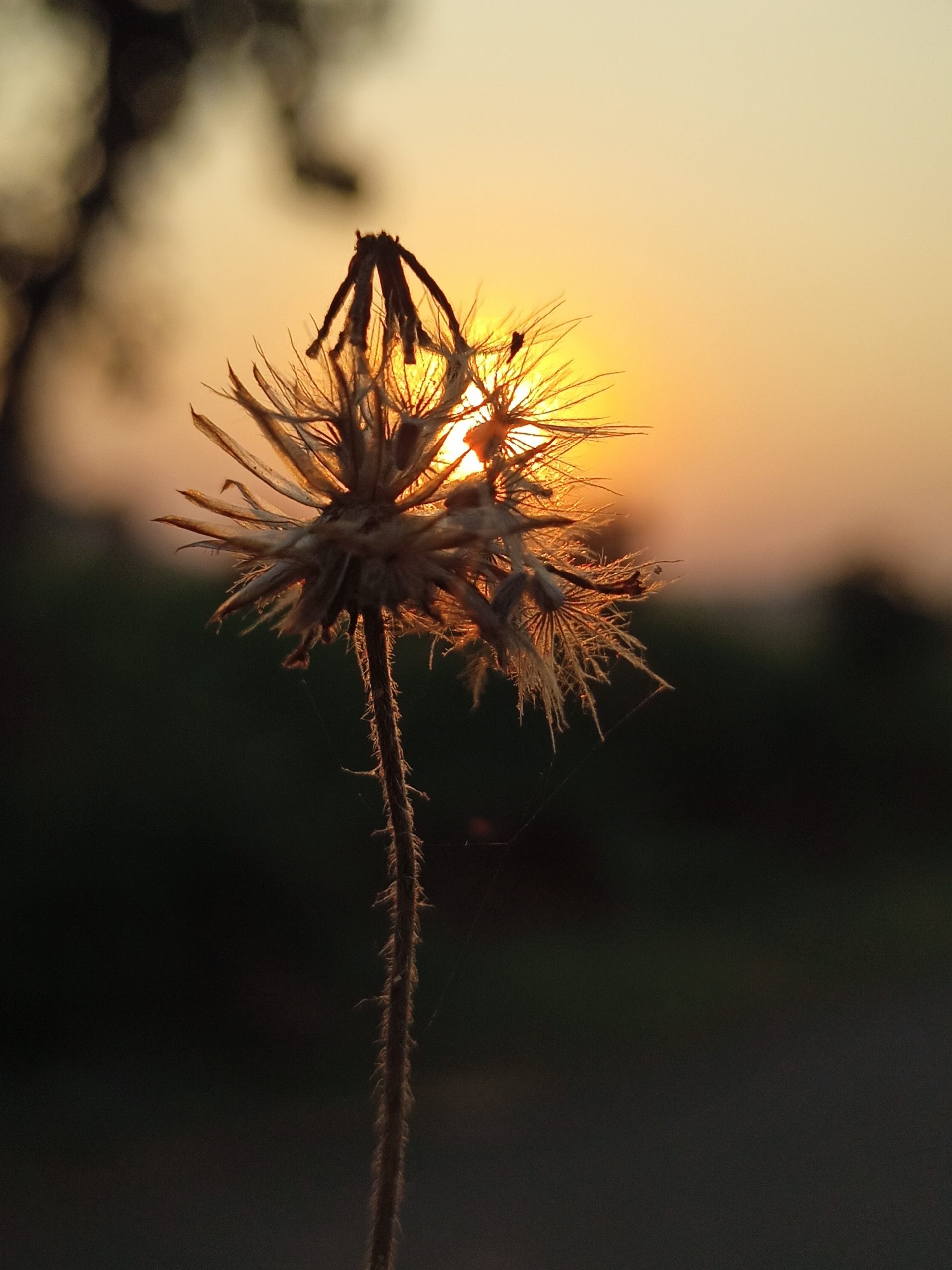 A dead flower