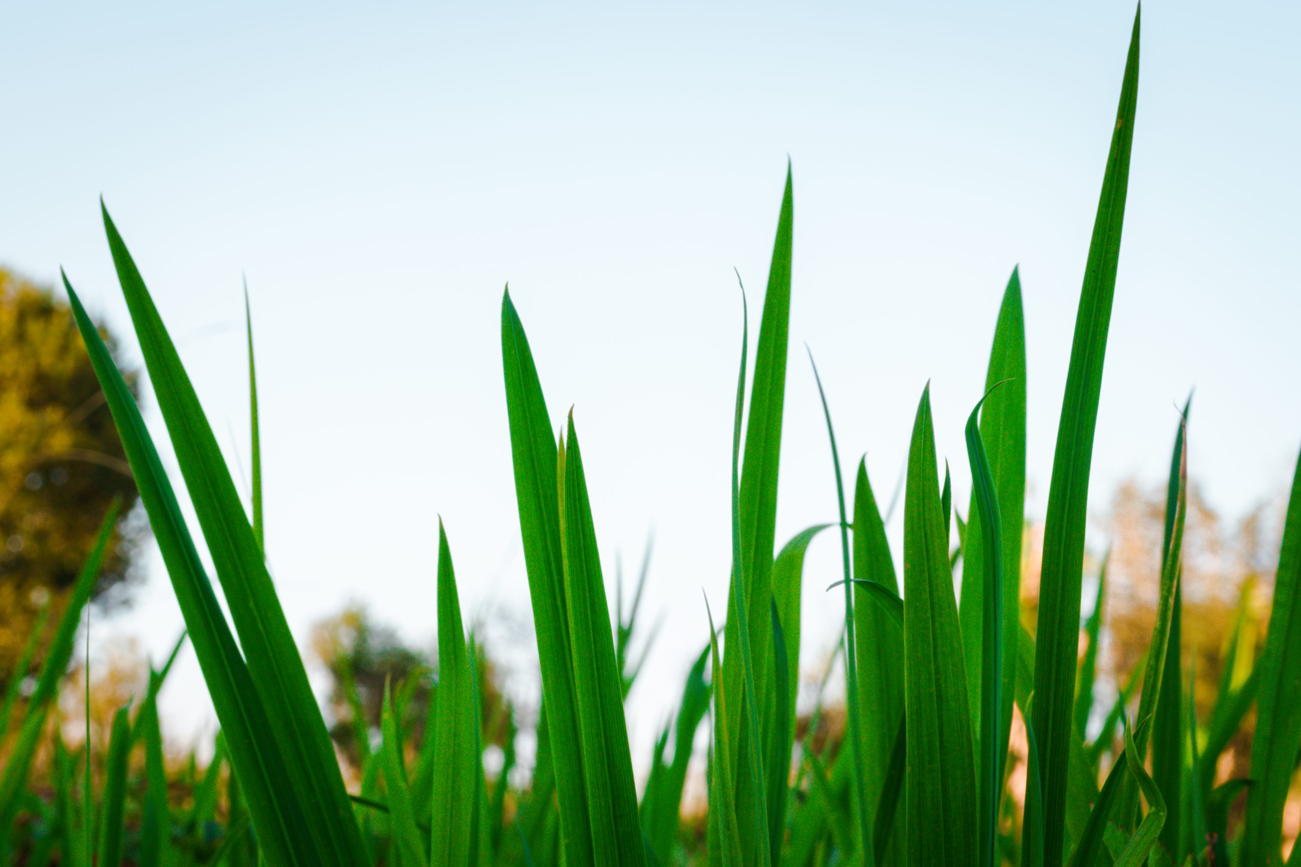 Close-up snapshot of green grass