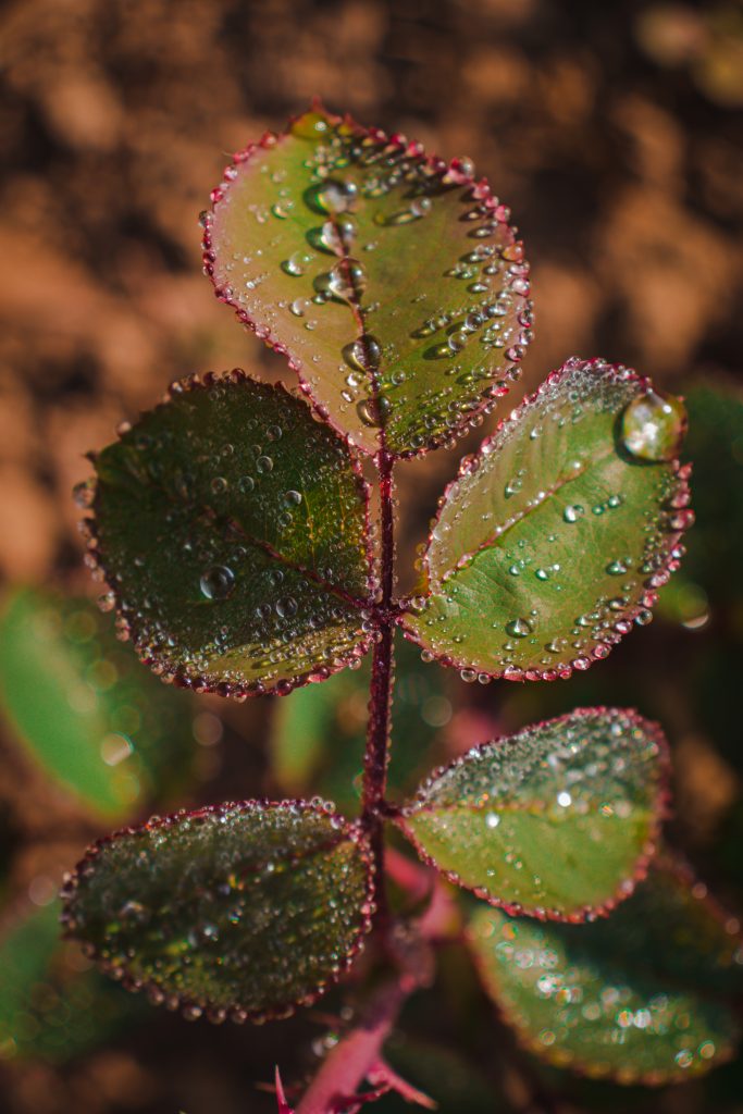 Dew Drops On A Plant Leaves Free Image By Pynkhlainborlang Khongwar On