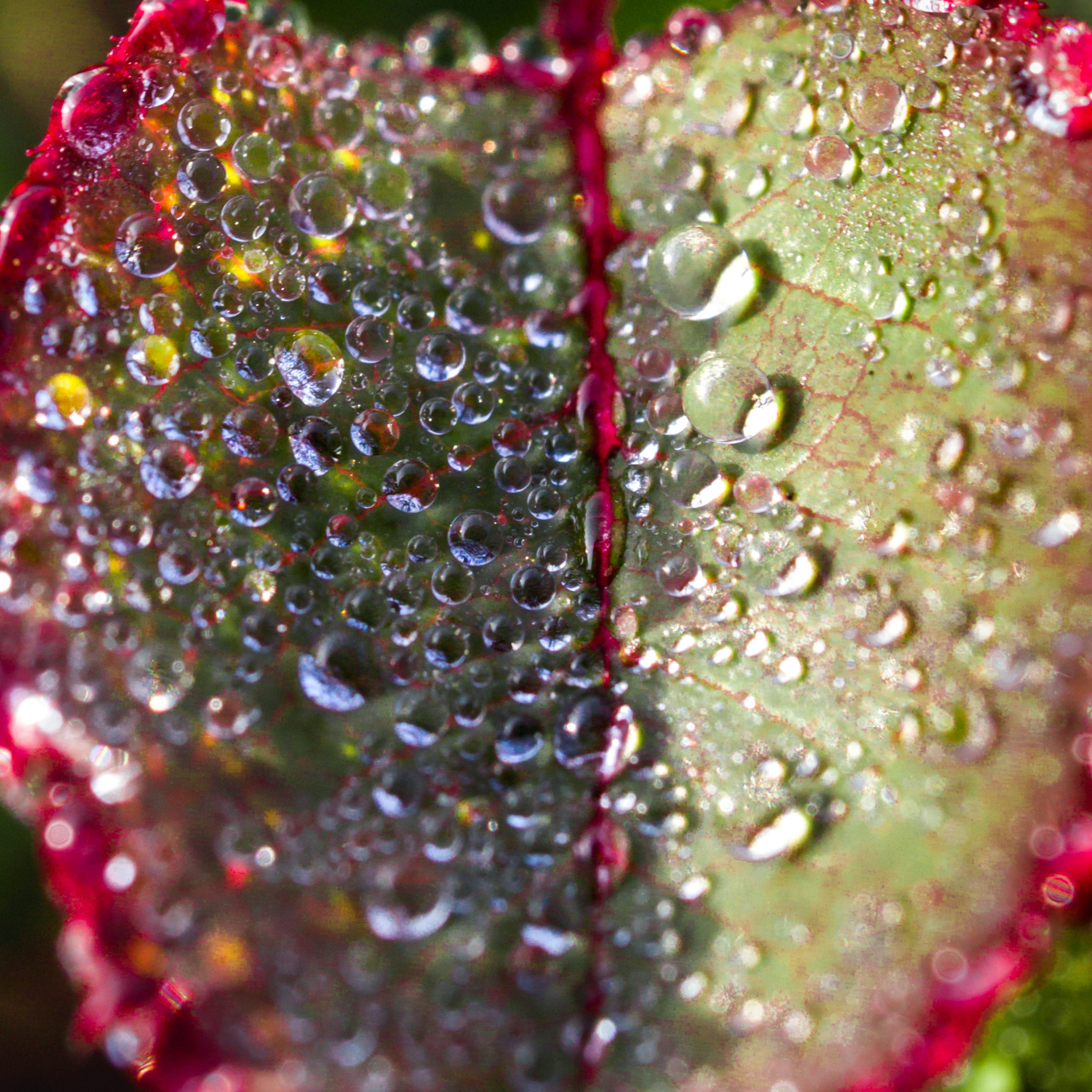 Dew on textured leaf