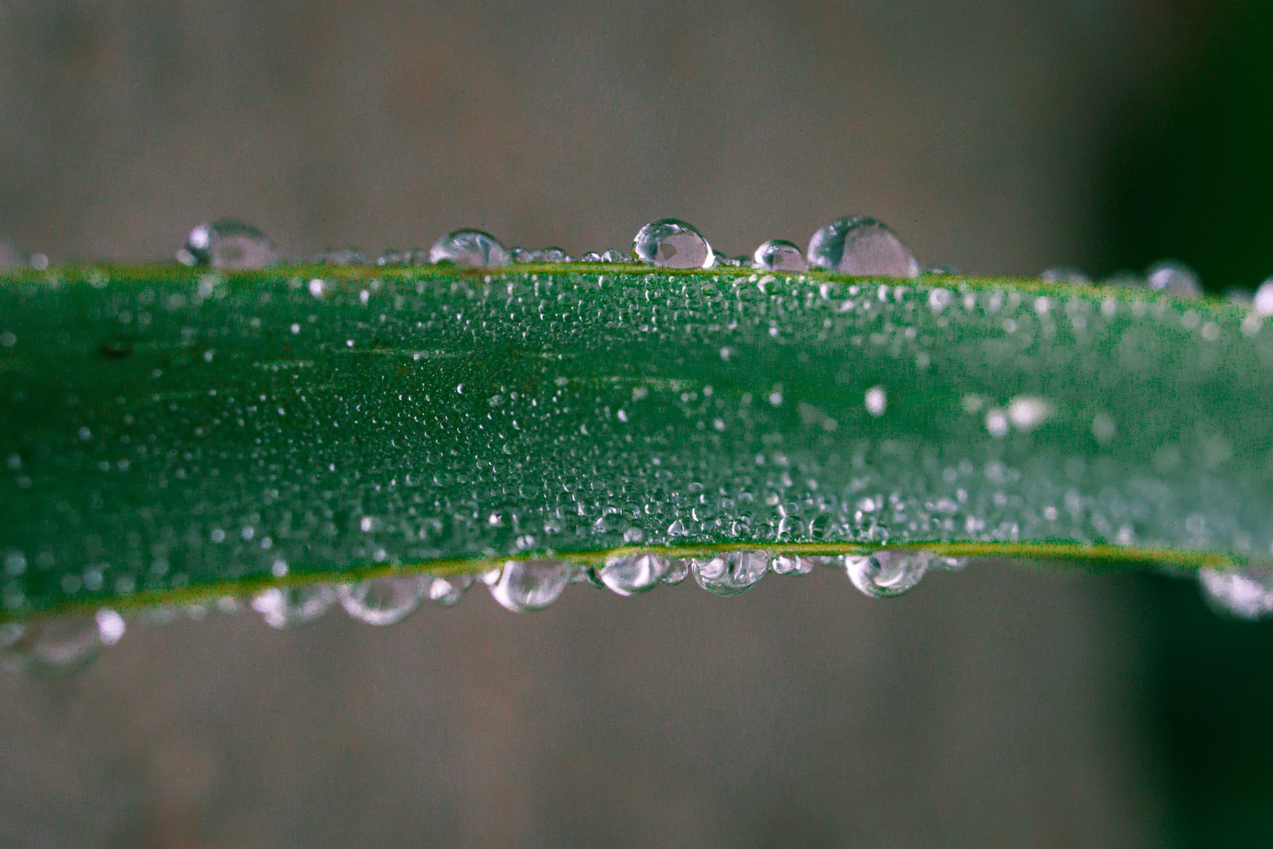 Dew drops on the leaf