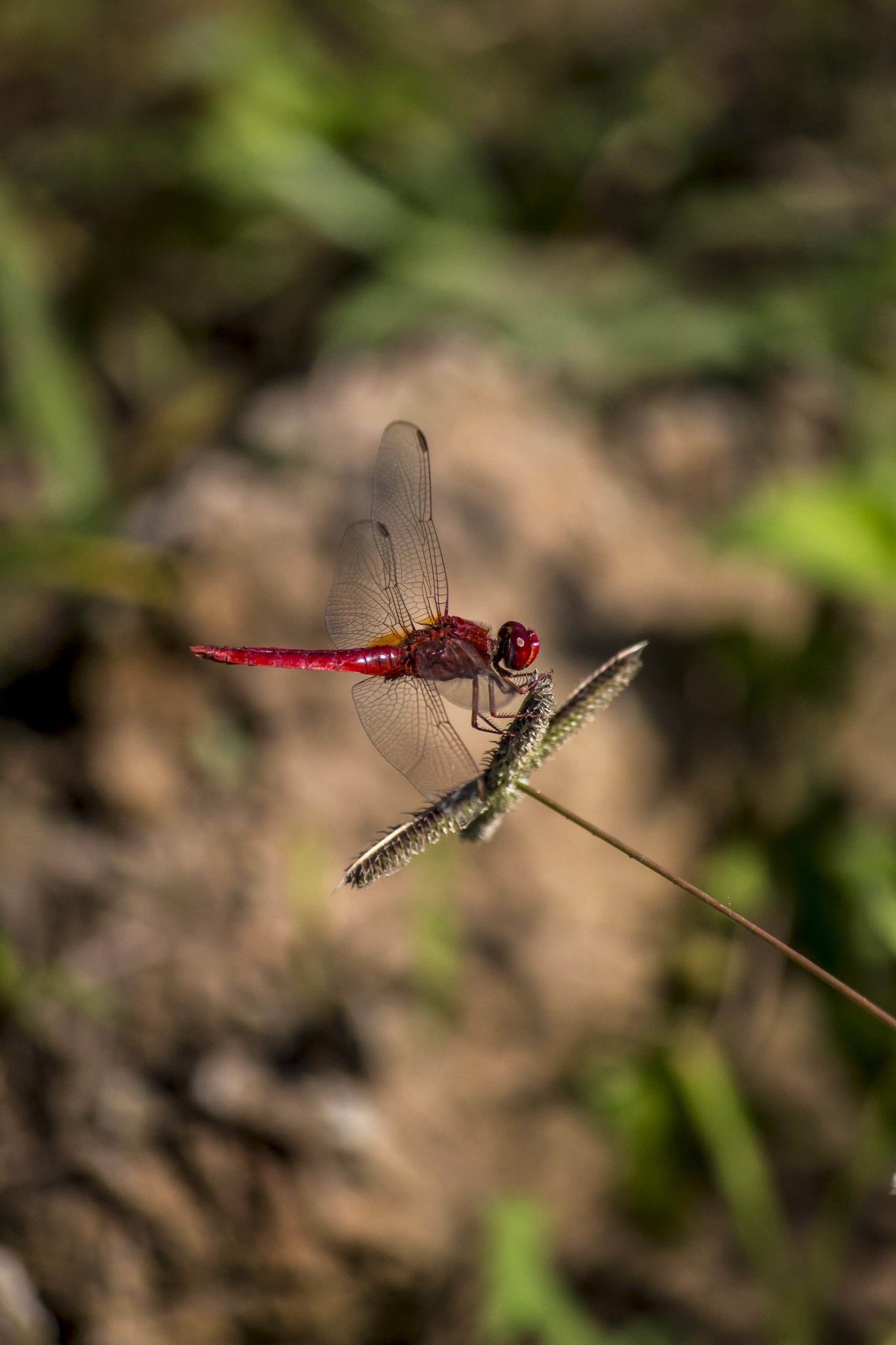 Dragonfly Sitting on the Twig