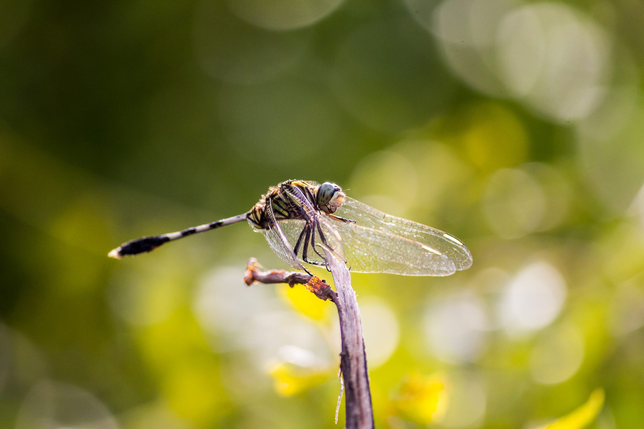 Dragonfly Sitting on the Twig