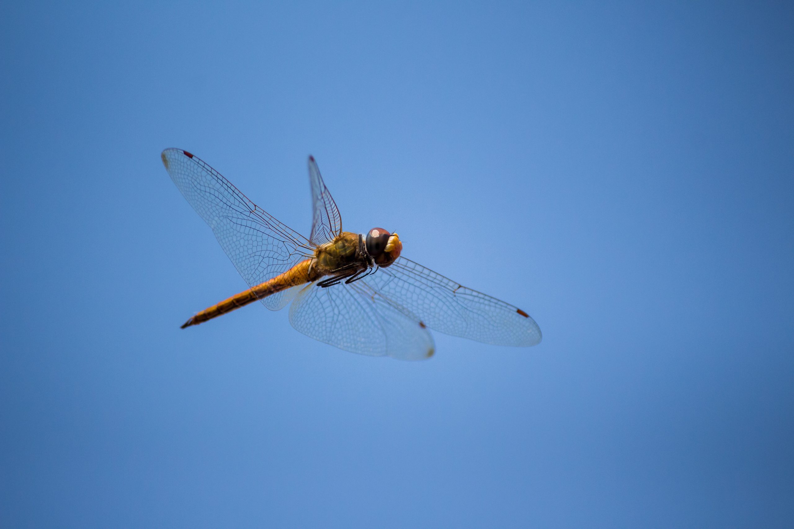 Dragonfly flying in the sky
