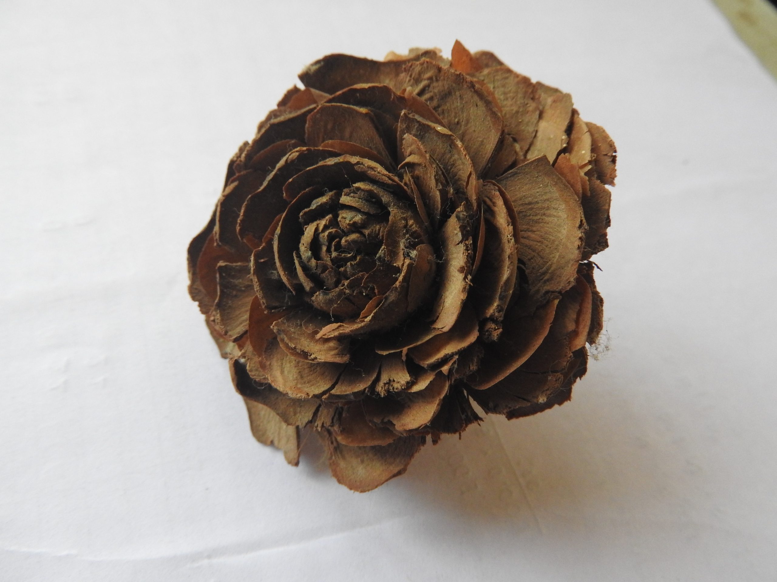 Dried rose Flower.