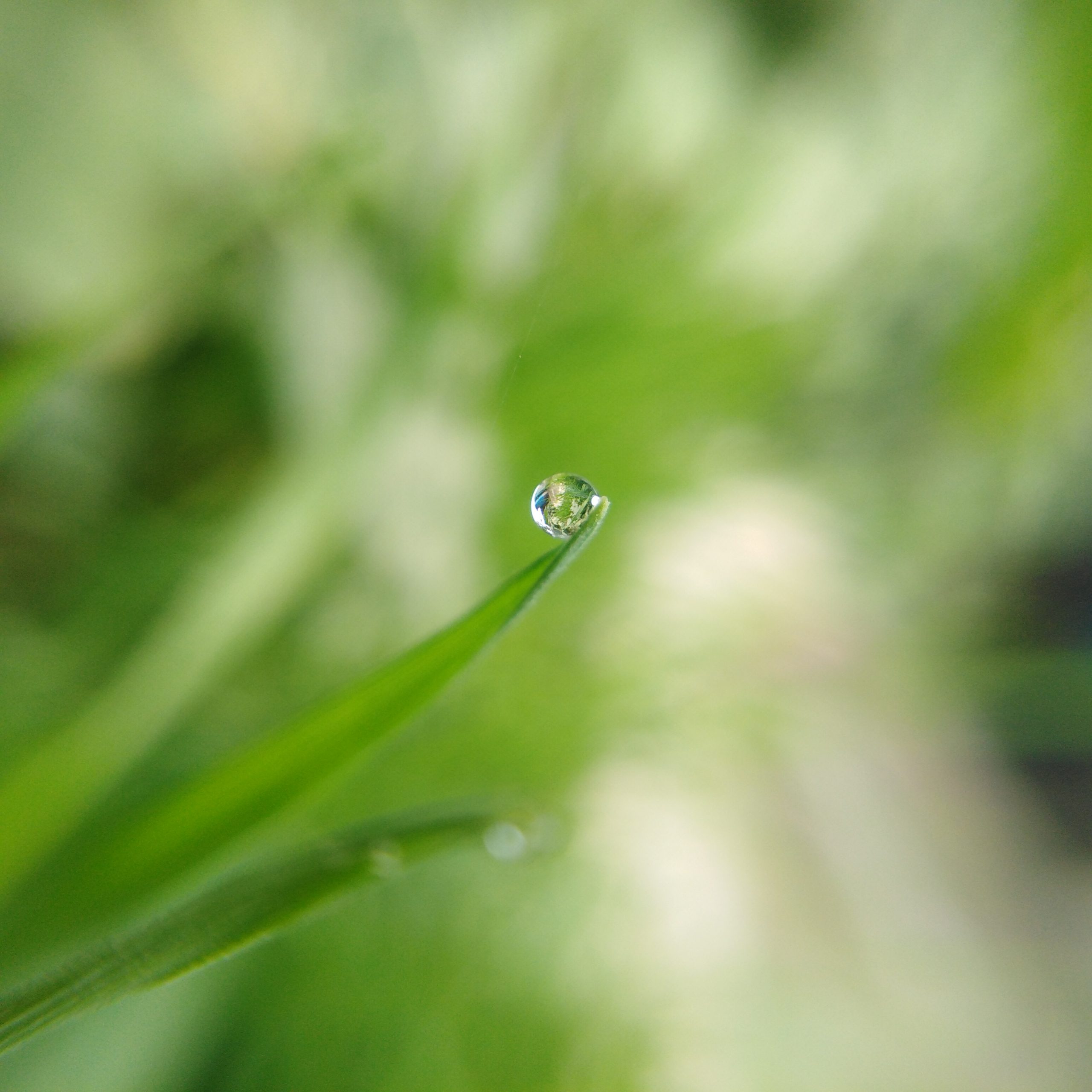A drop on a grass leaf