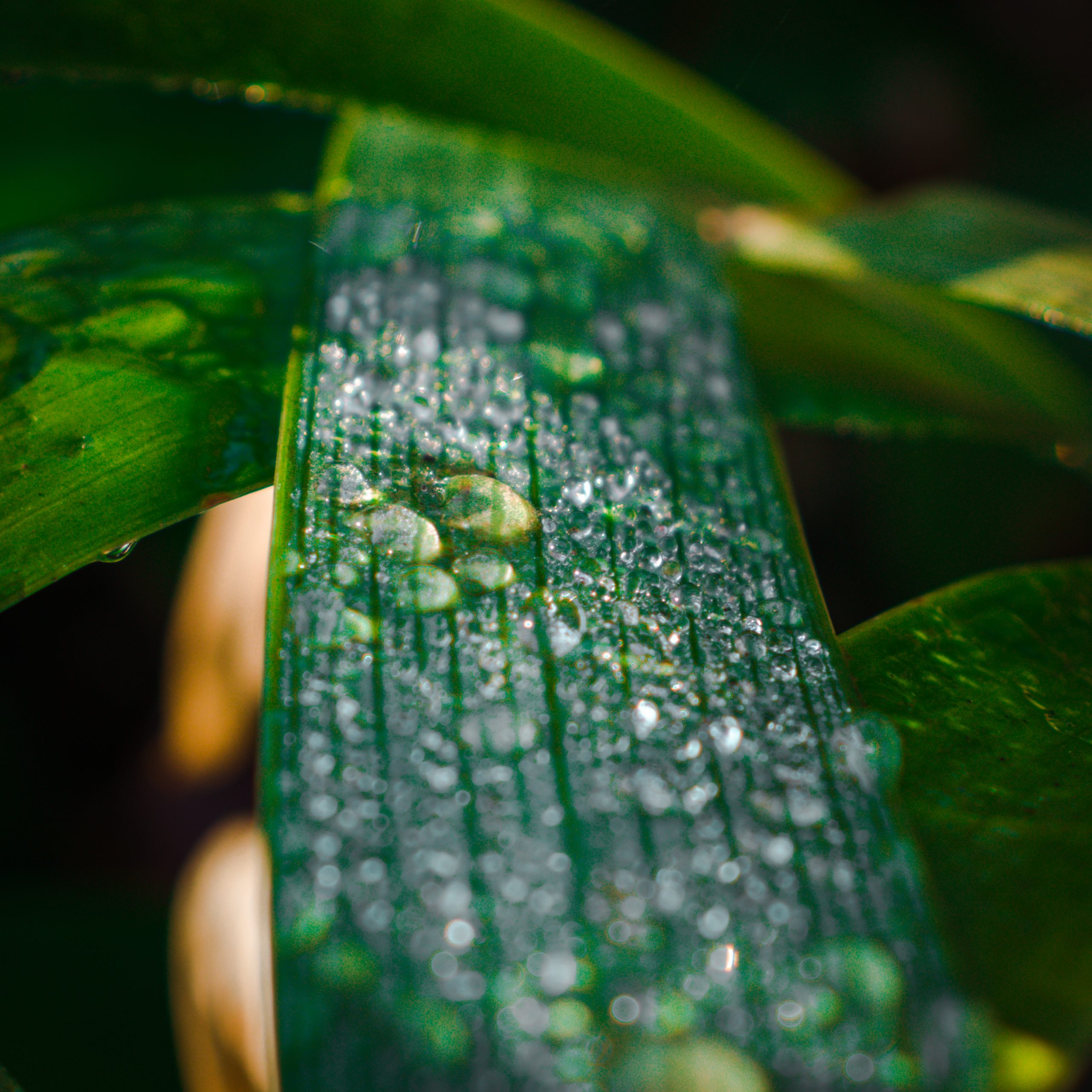 Drops on plant leaf