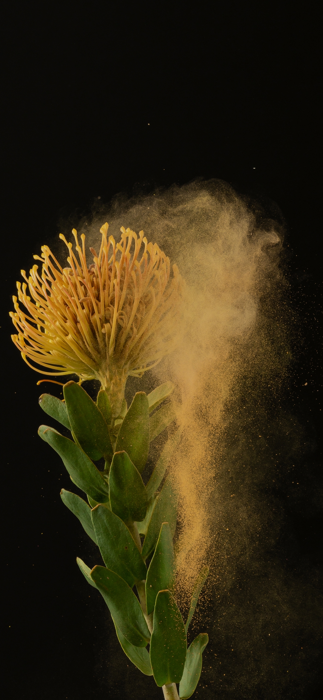 Dusty flower of a plant