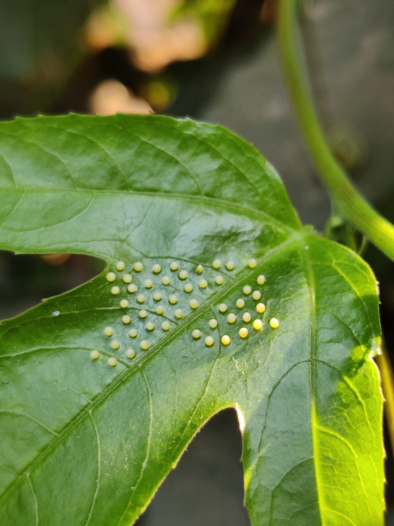 Eggs of an insect on a leaf PixaHive