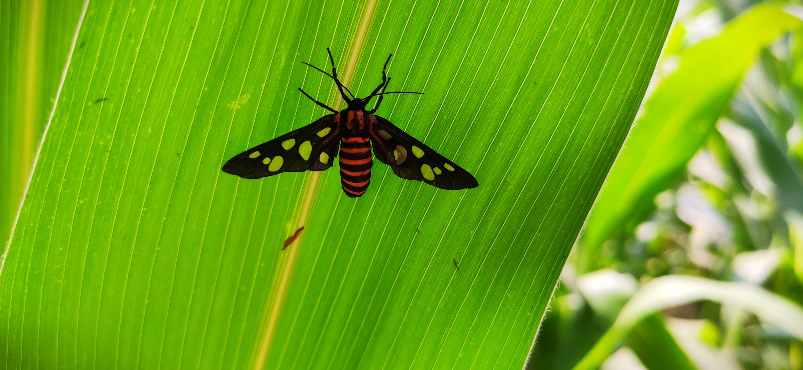 Moth on leaf