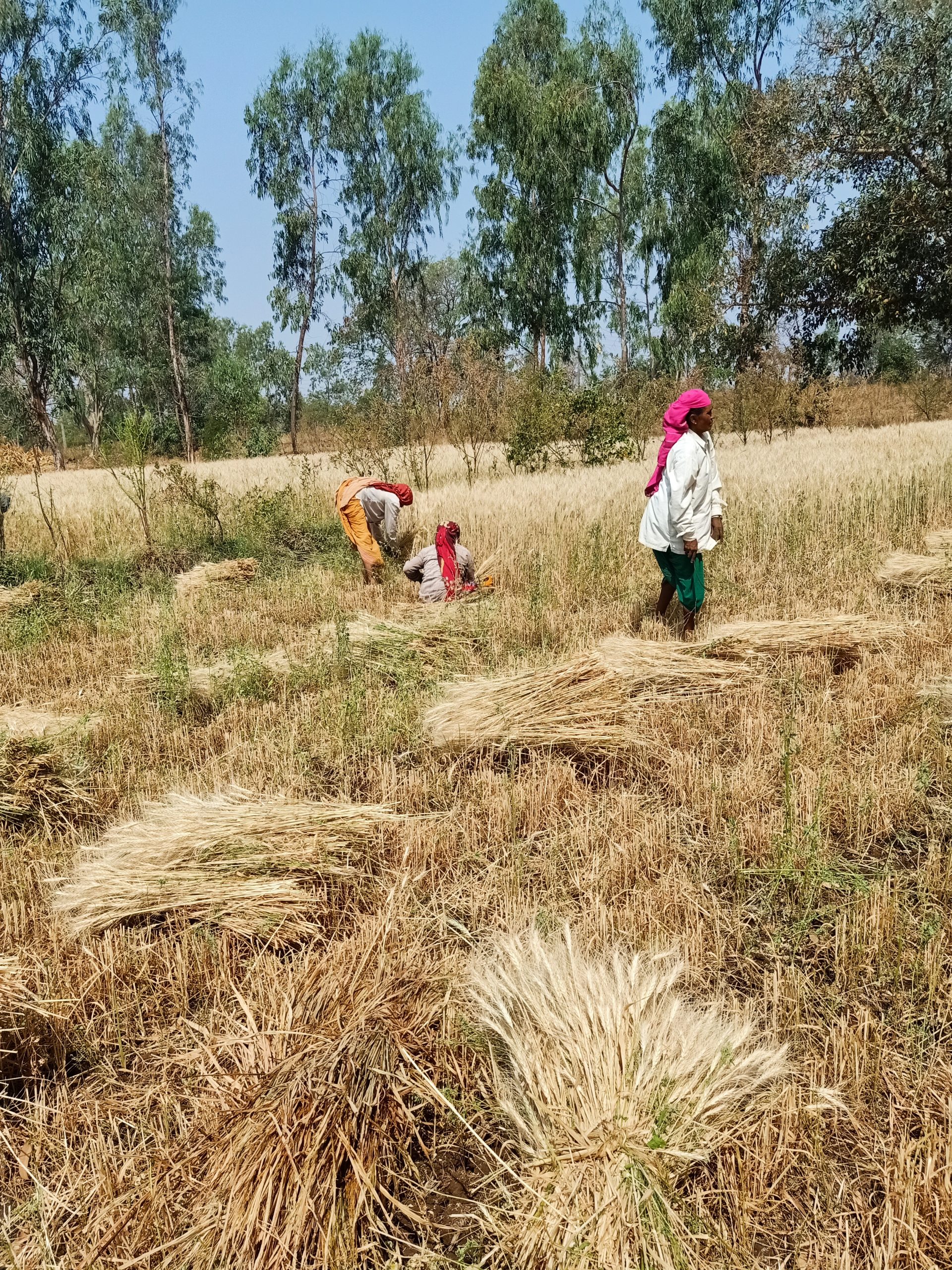 Farmers harvesting their crops