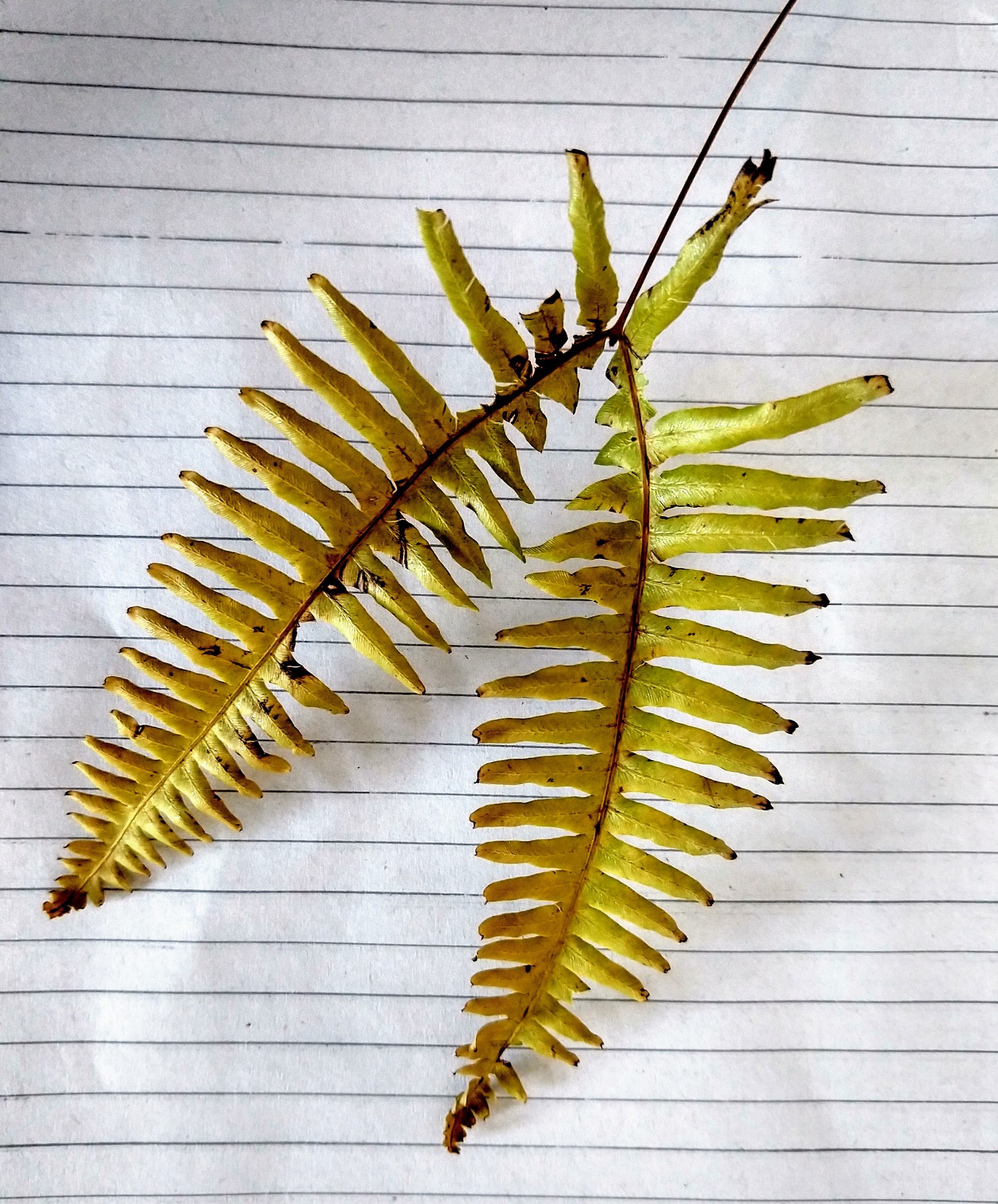 Faded fern leaves