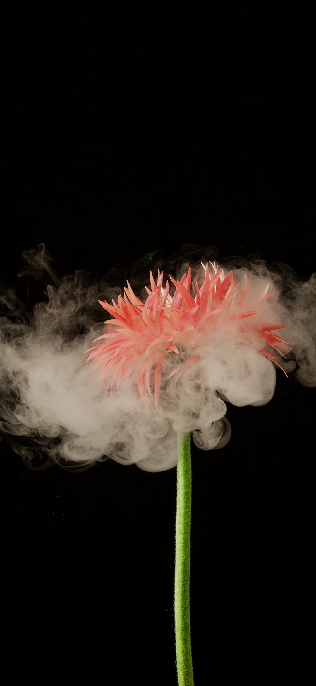 Flower and smoke