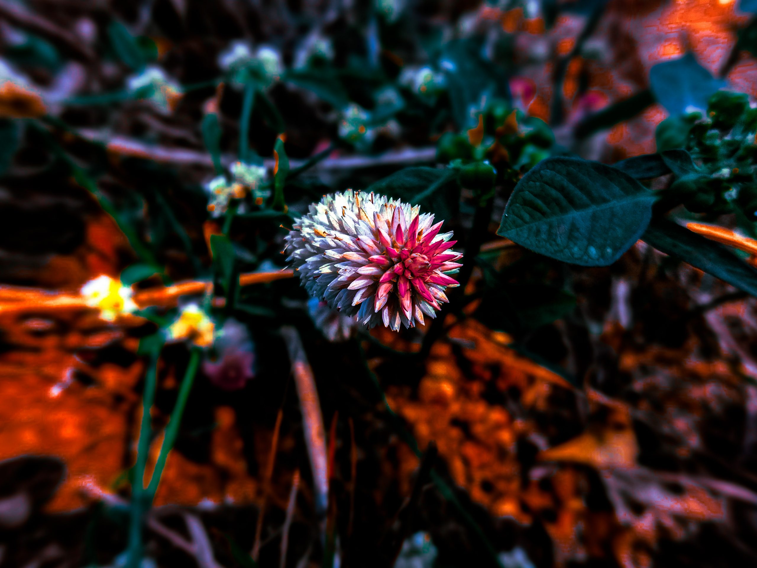 Flower of a plant