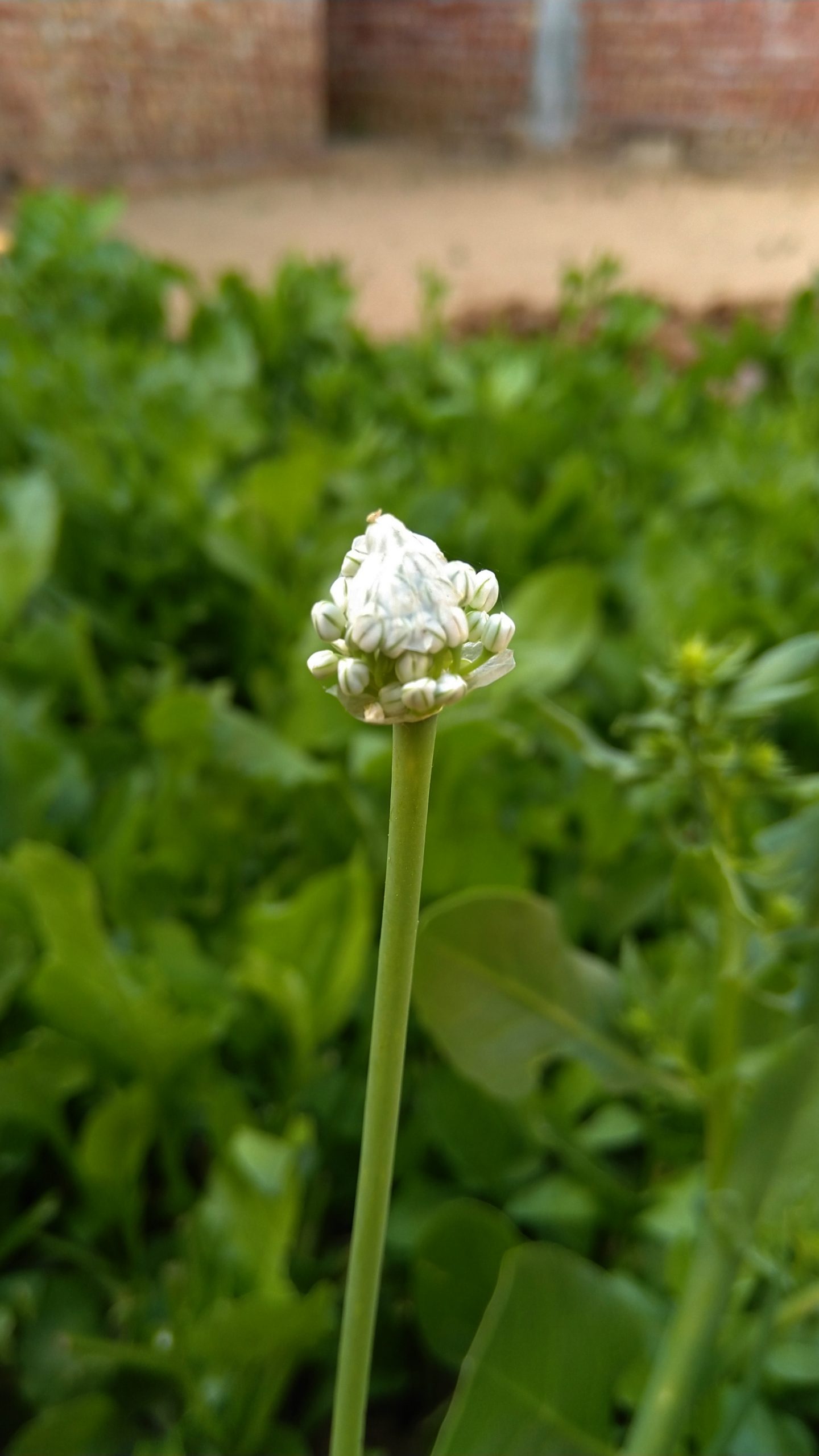 Flower on plant stem