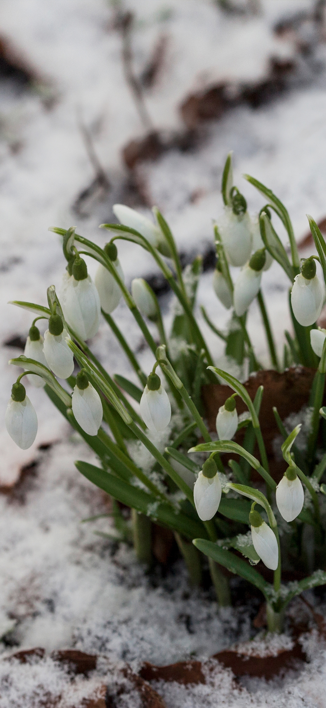 Flowers on plant in snow