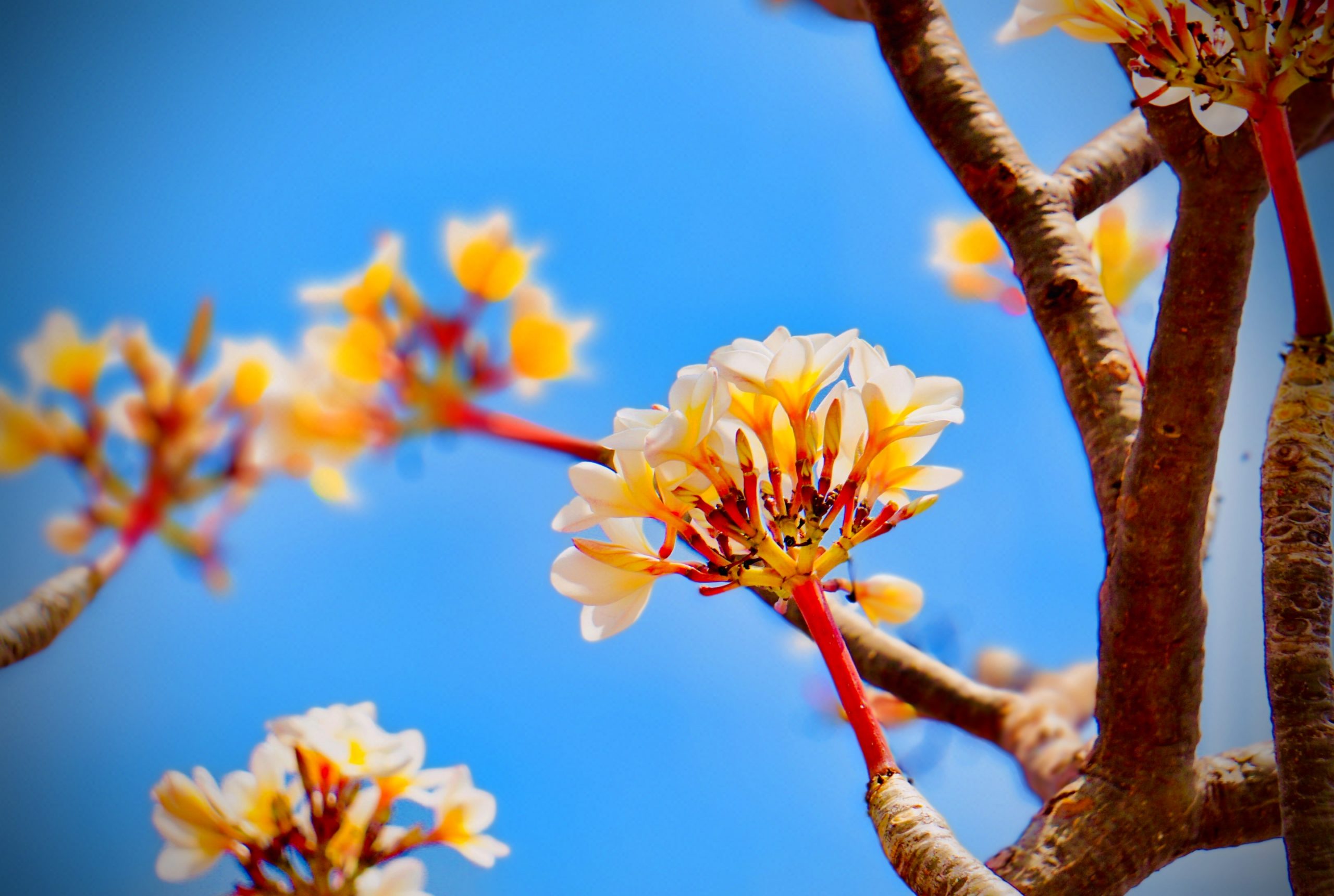 Flowers of a plant