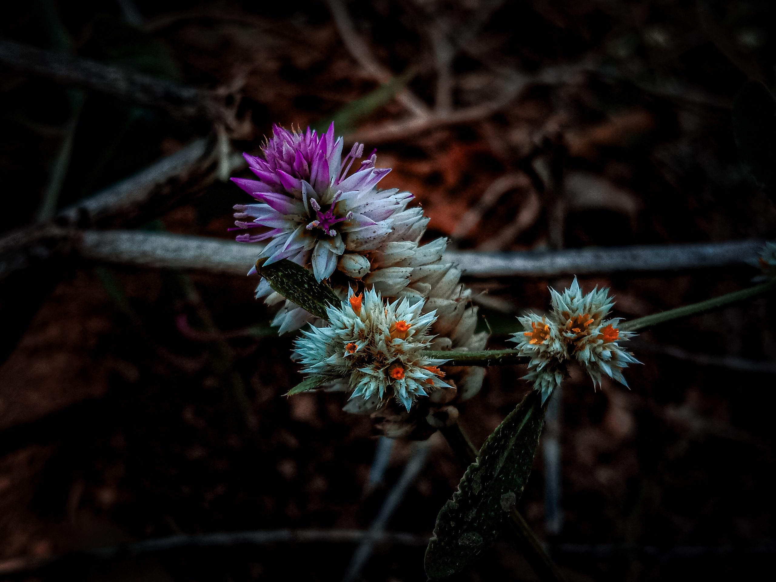 Flowering plant