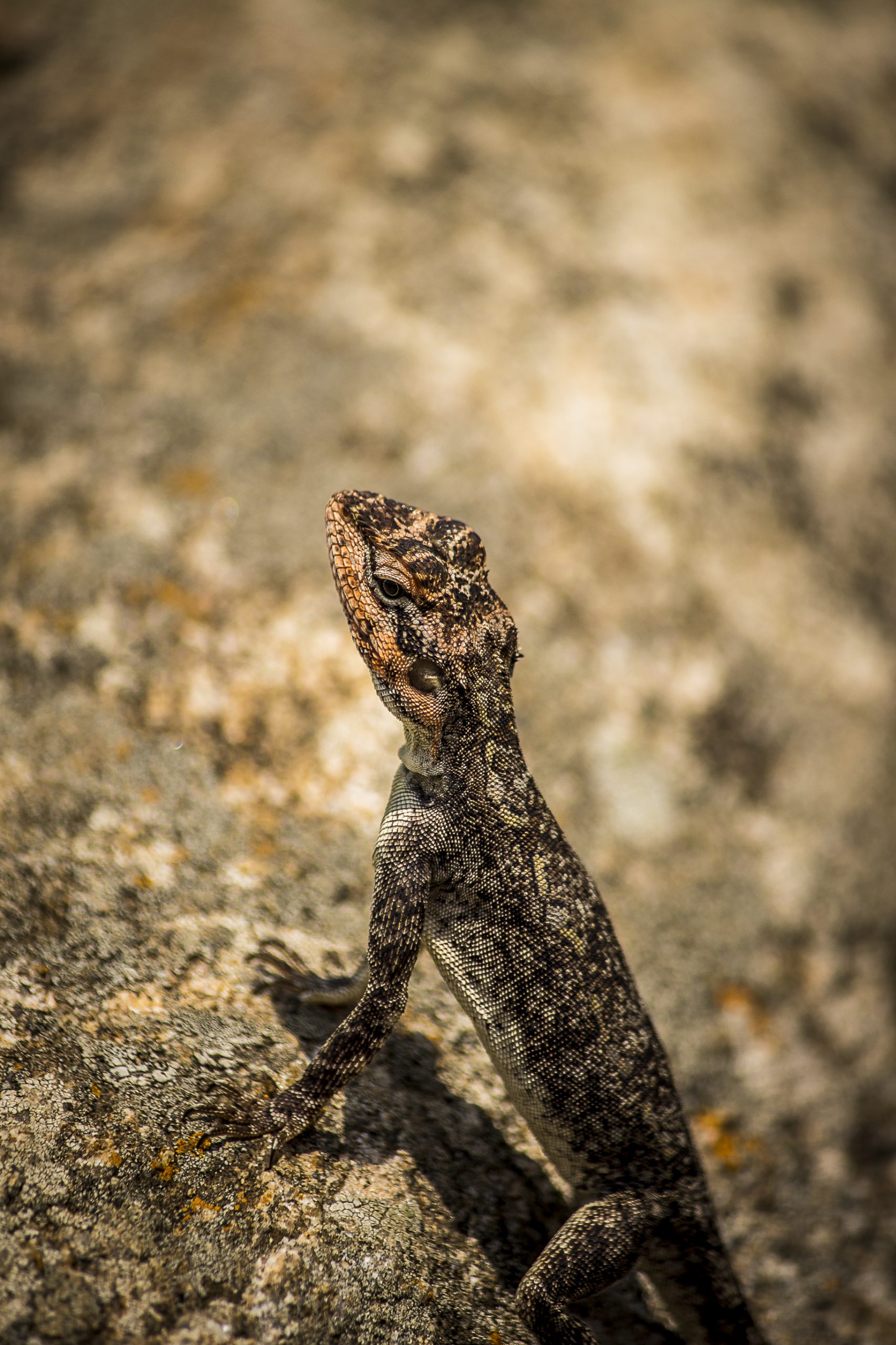Garden lizard on rock
