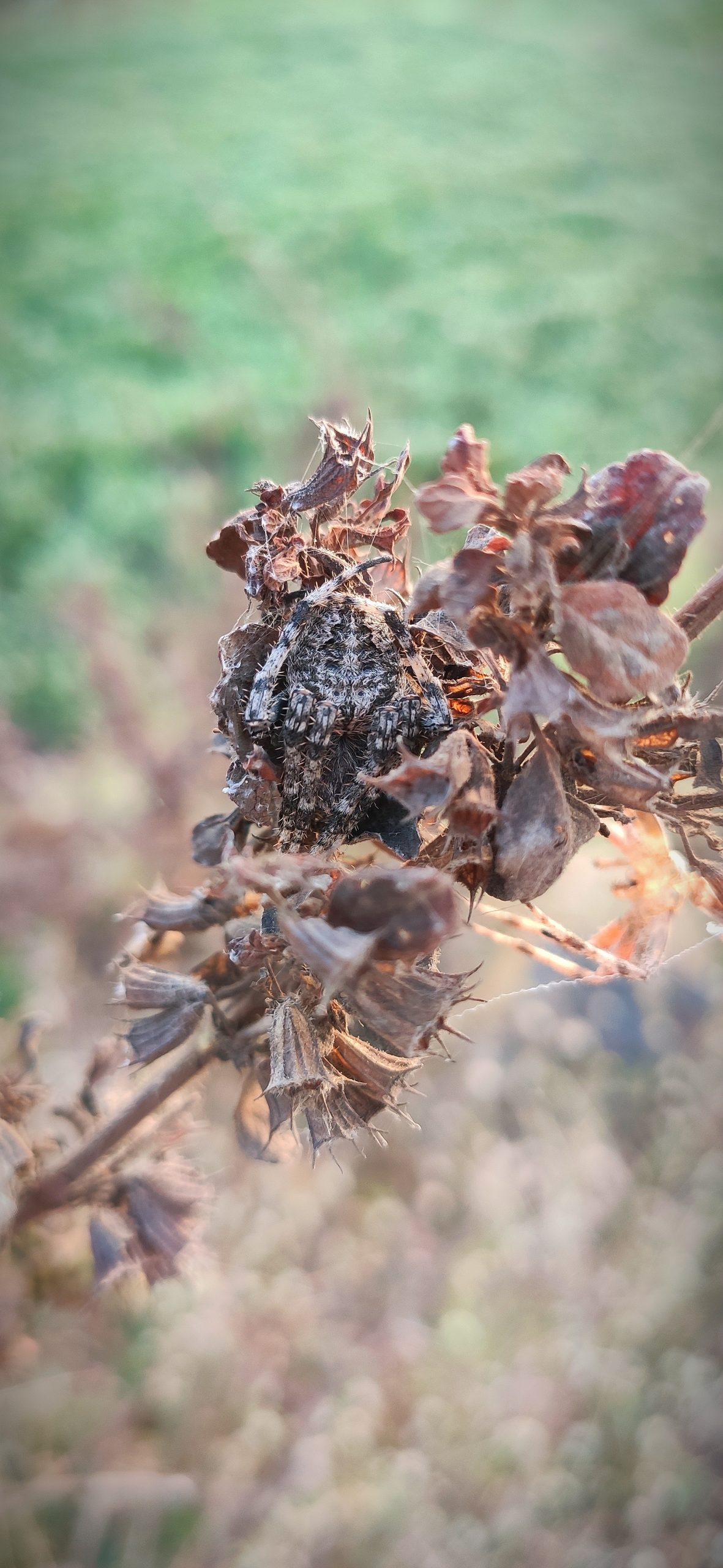 Garden orb weaver spider