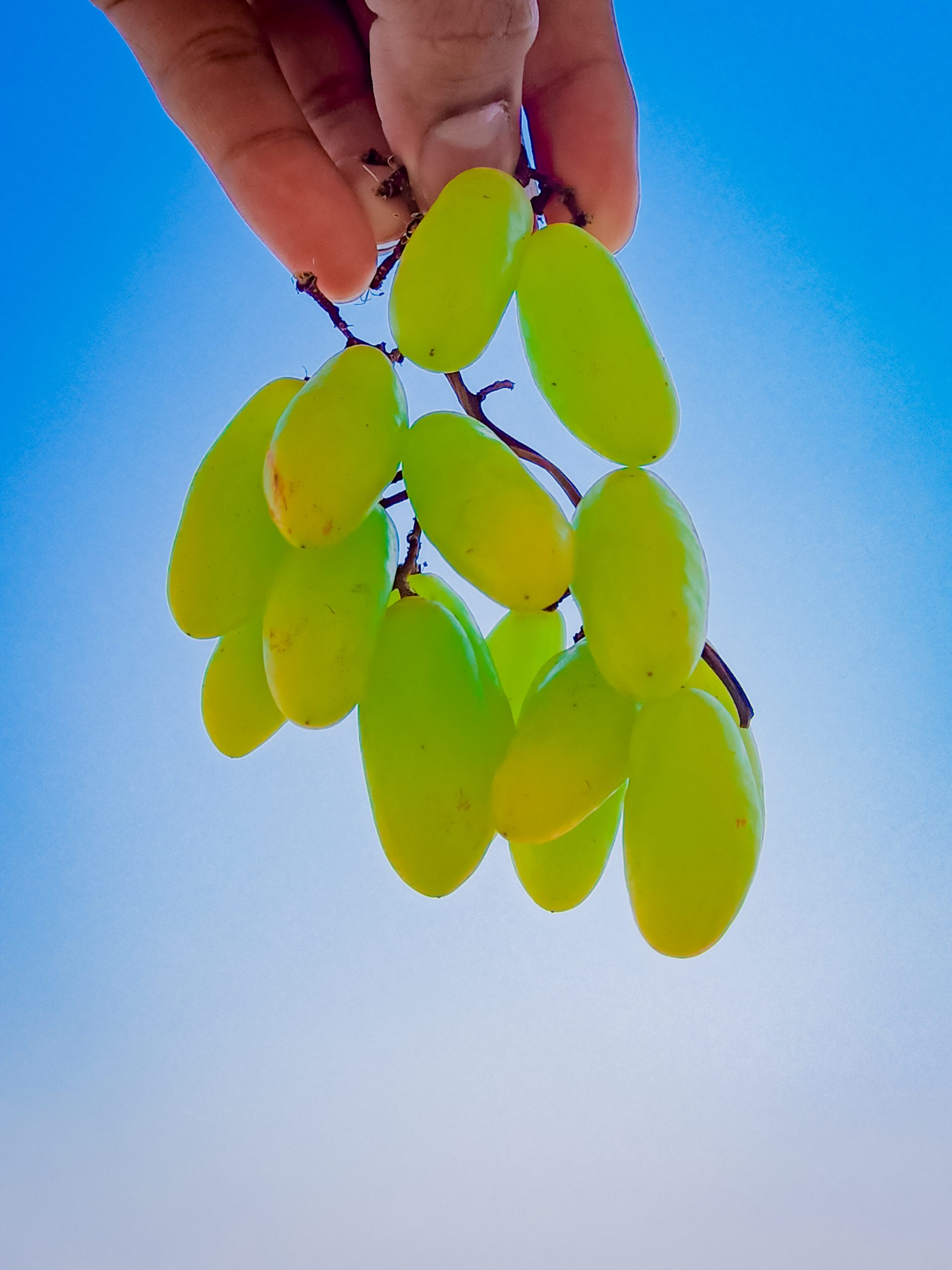Grapes Fruit against the sky
