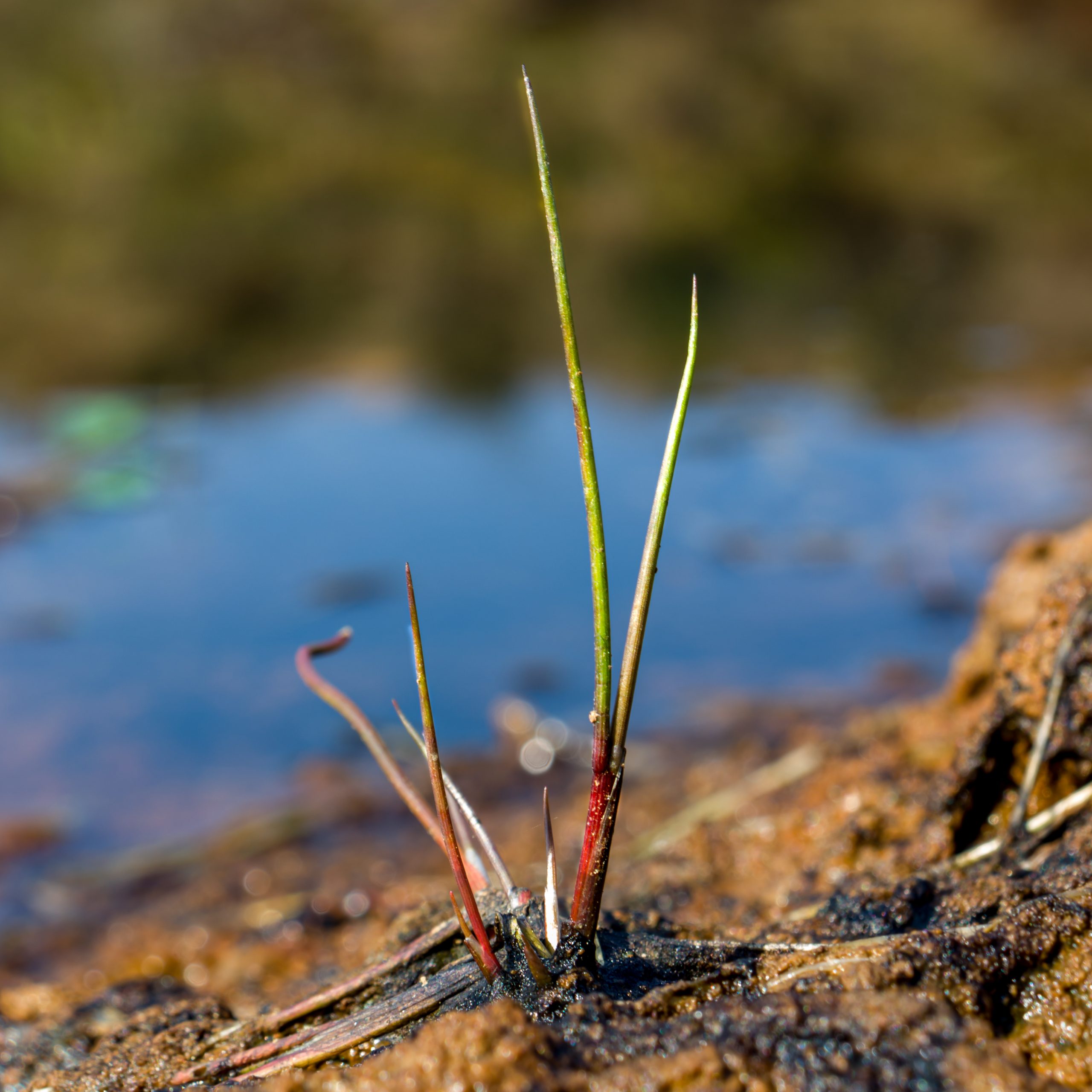 Close-up of a grass growing in mud