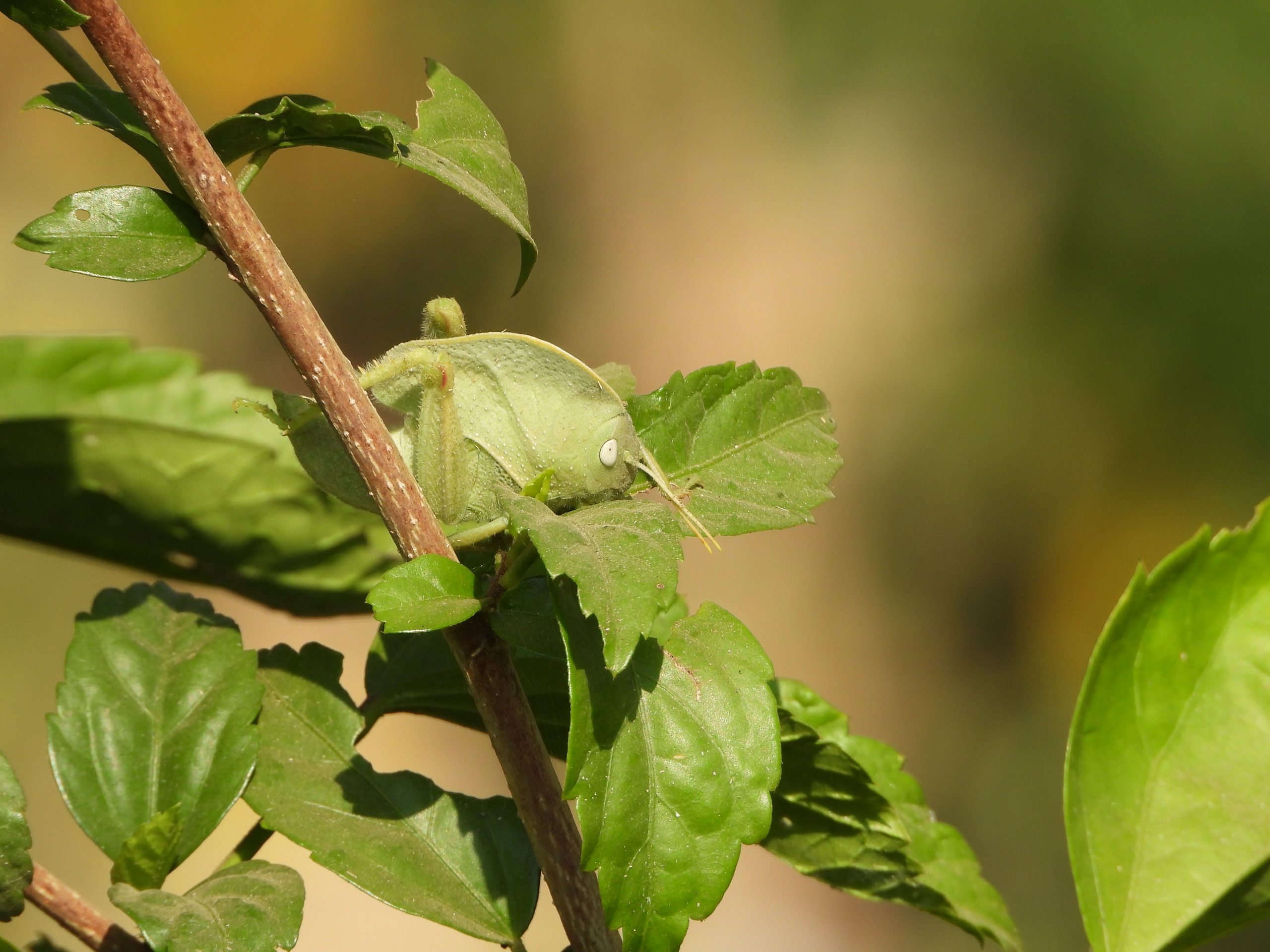 Grasshopper on the plant leaf