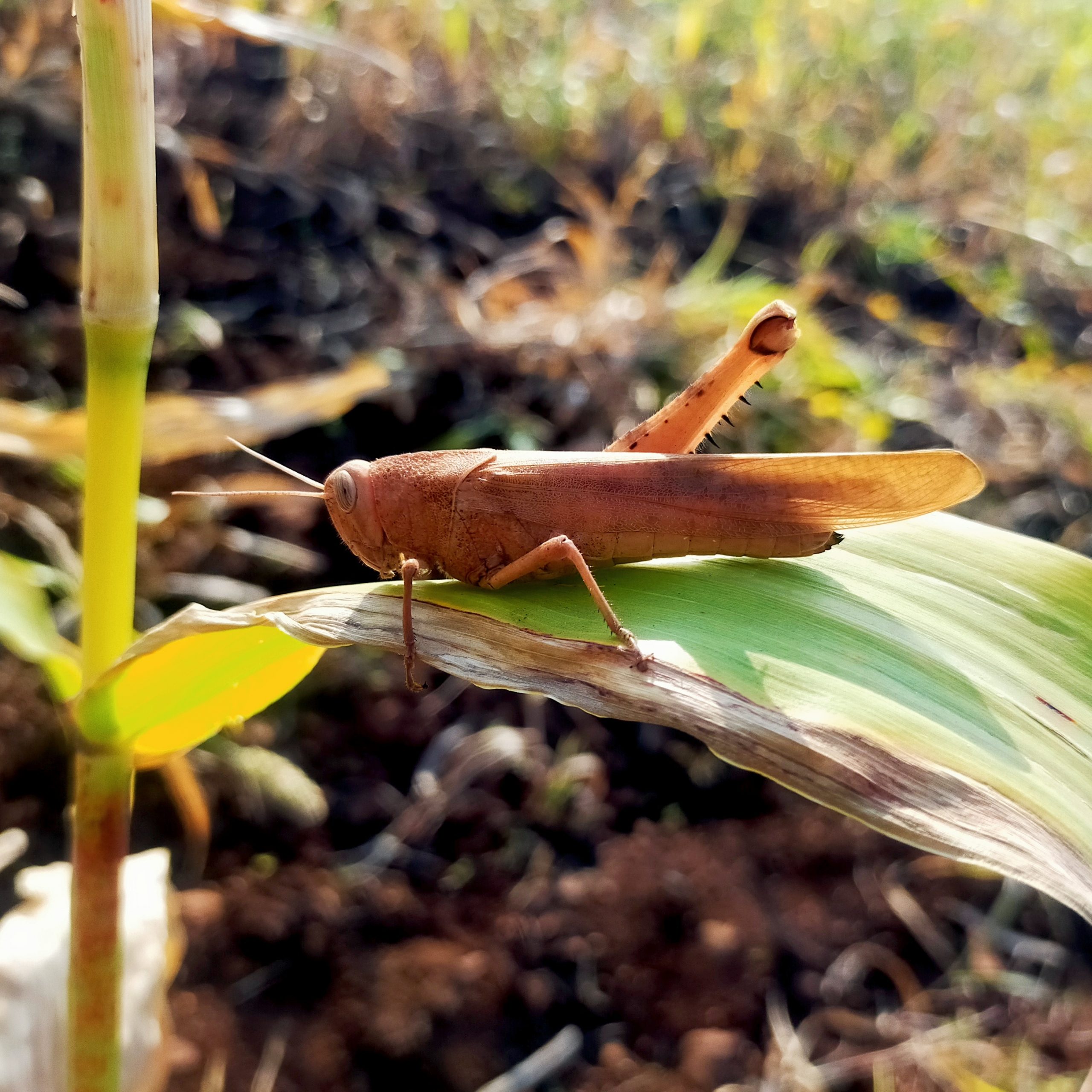 Grasshopper on plant leaf