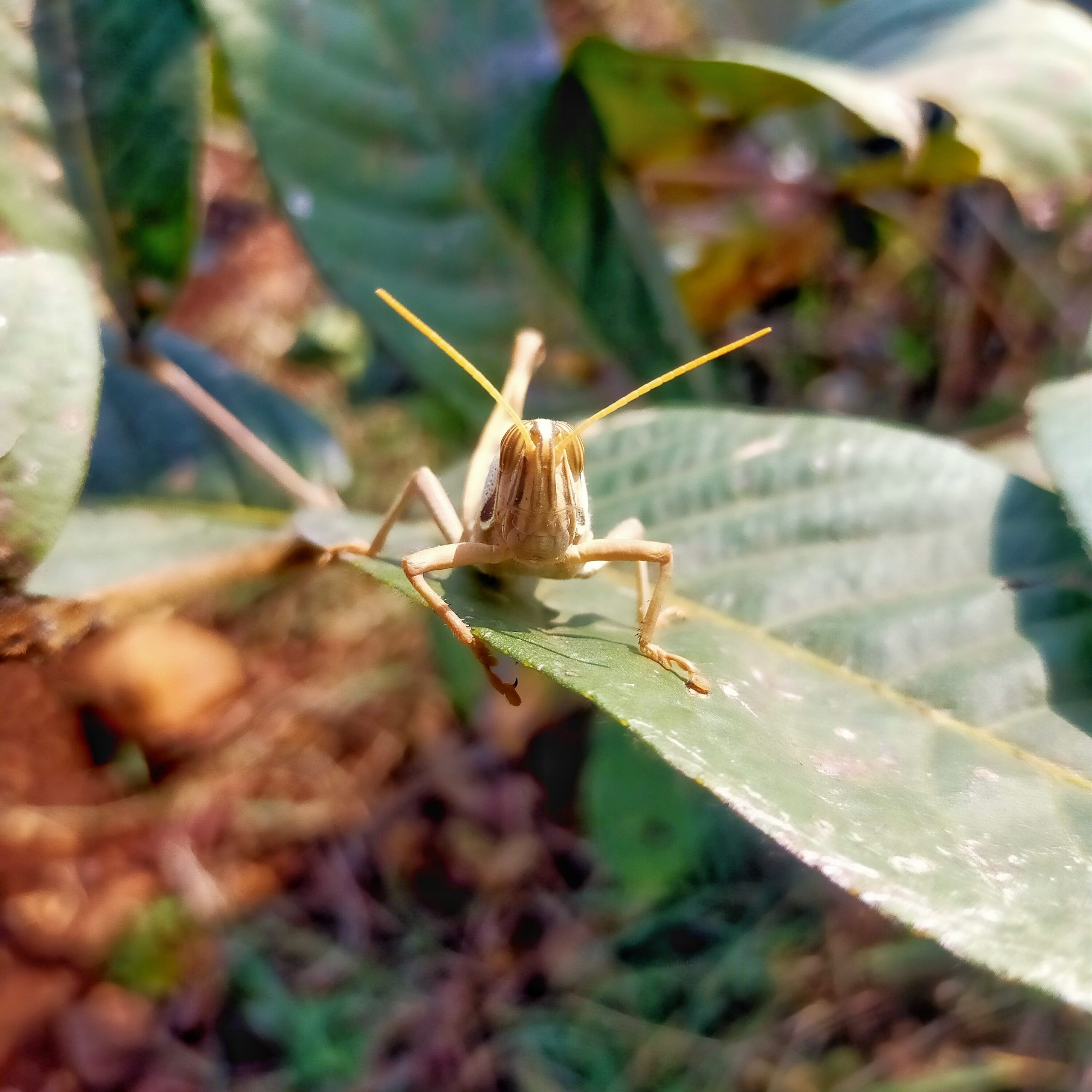 Grasshopper on the plant leaf