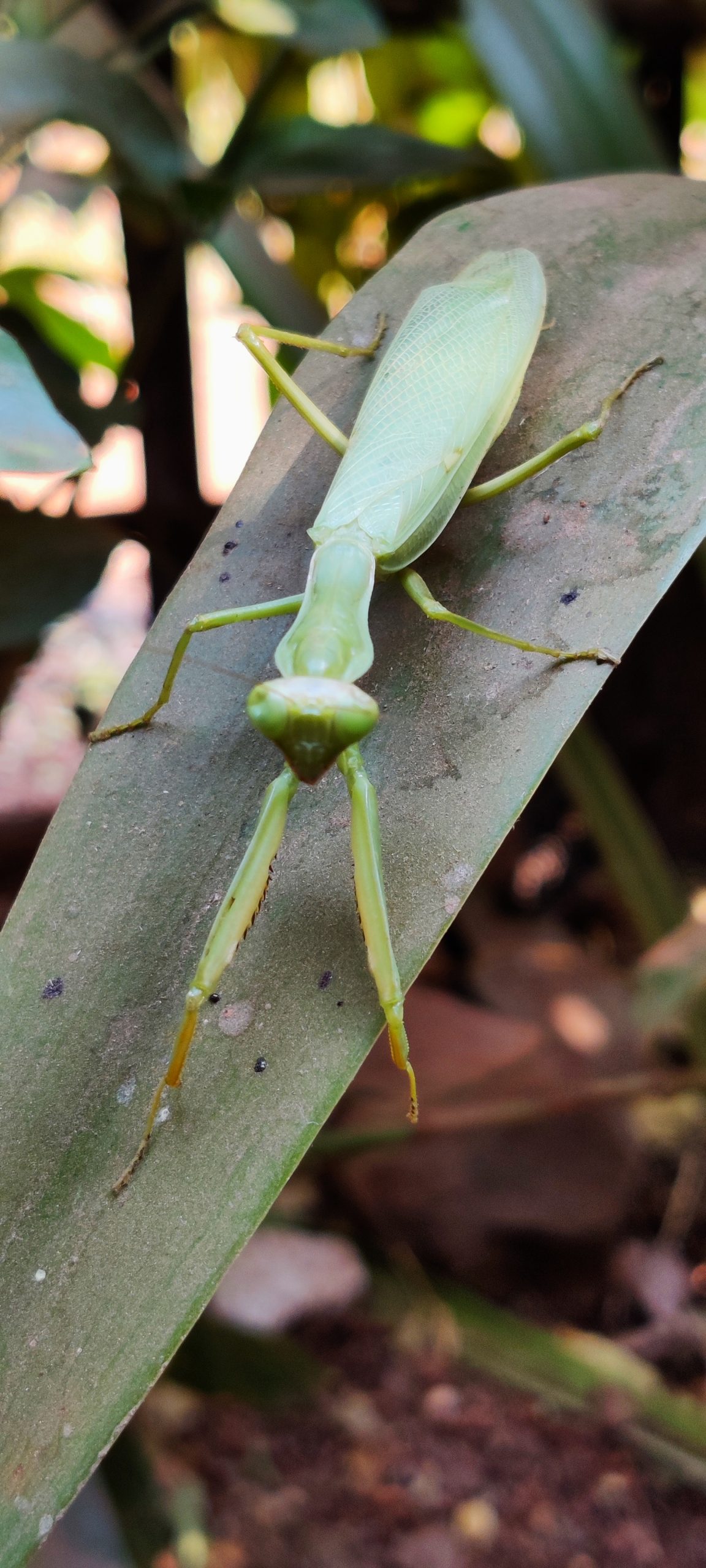 Green grasshopper on leaf