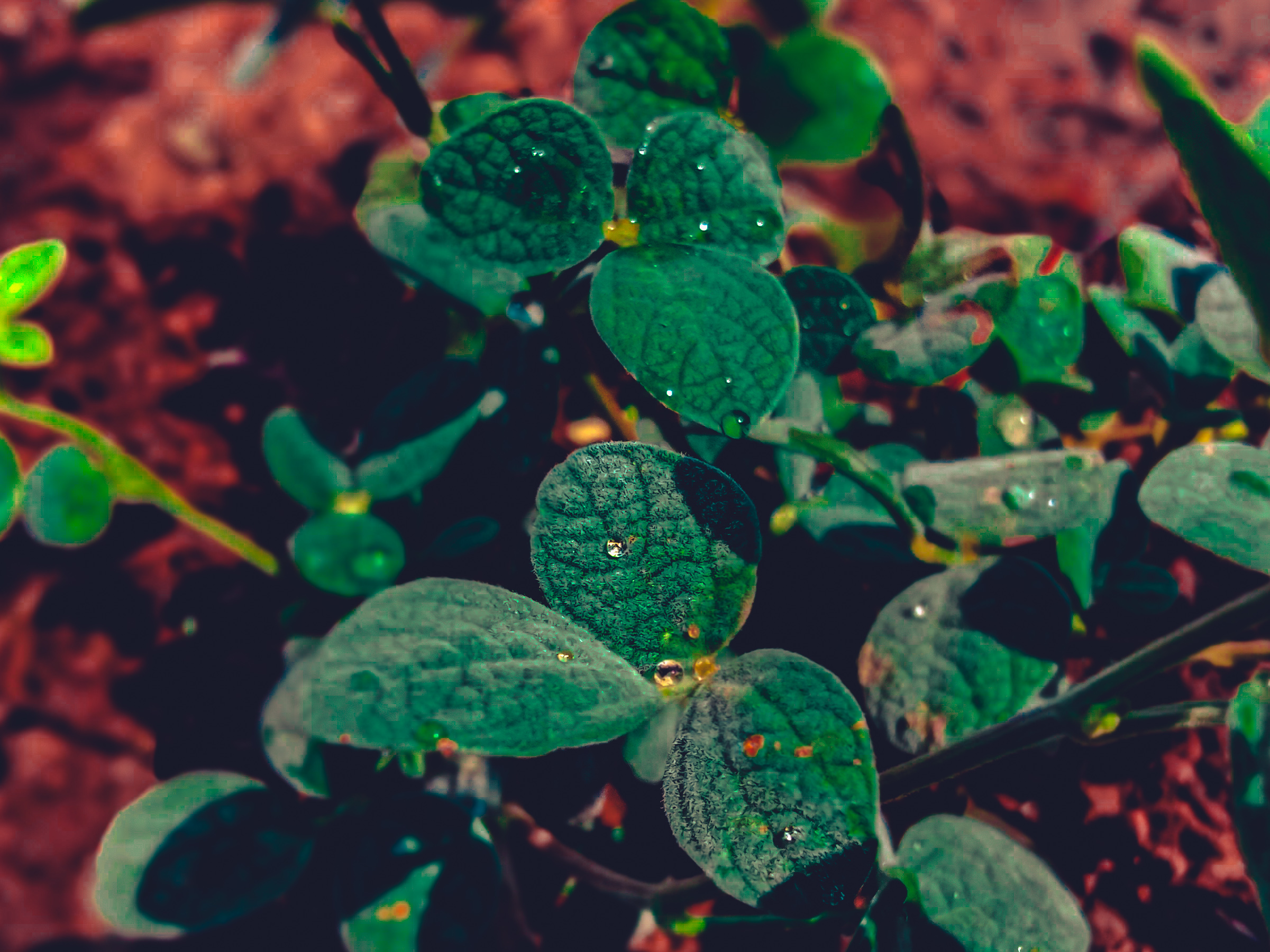 Water drop on plant leaf