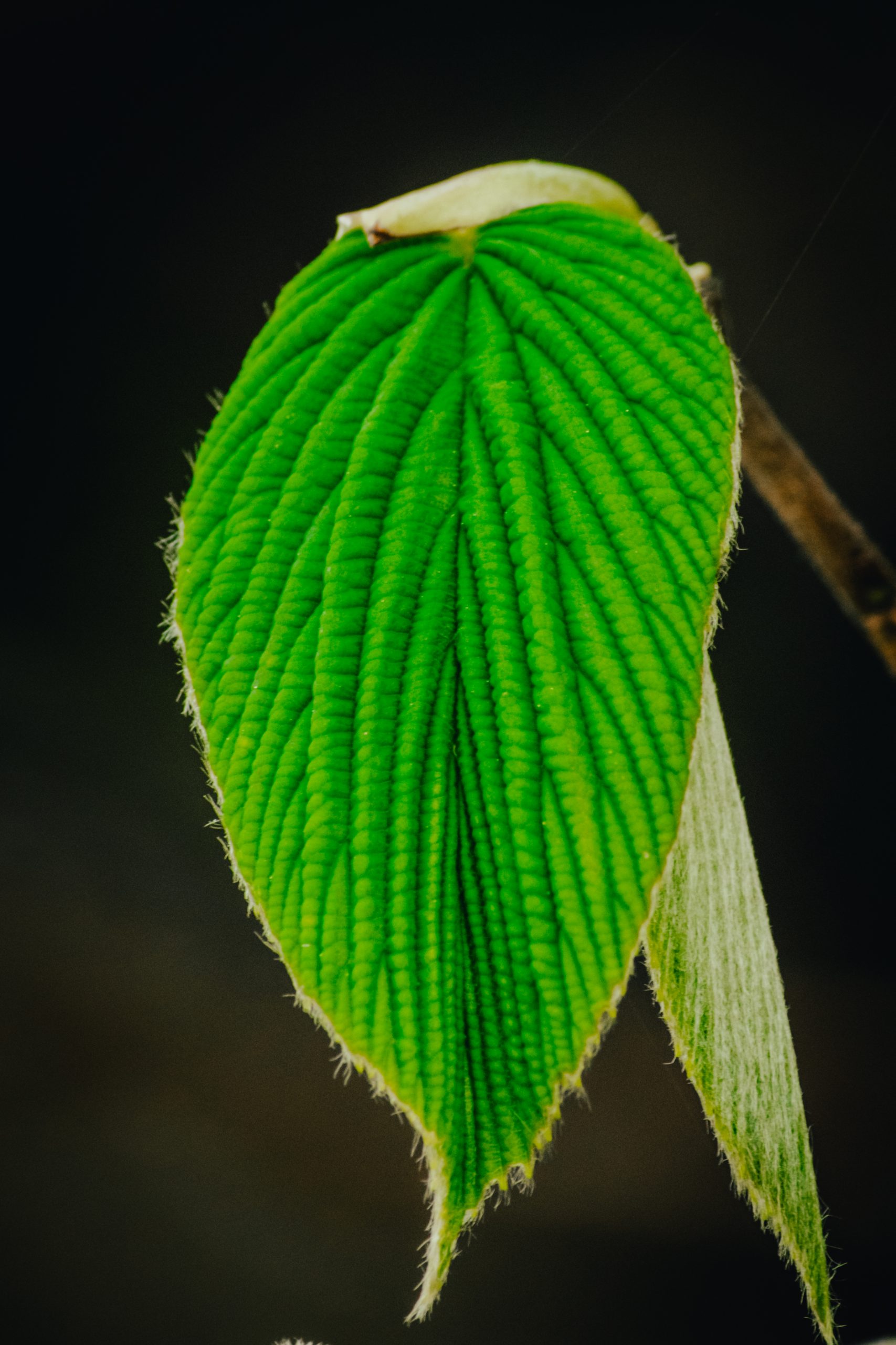 Green leaf of a plant