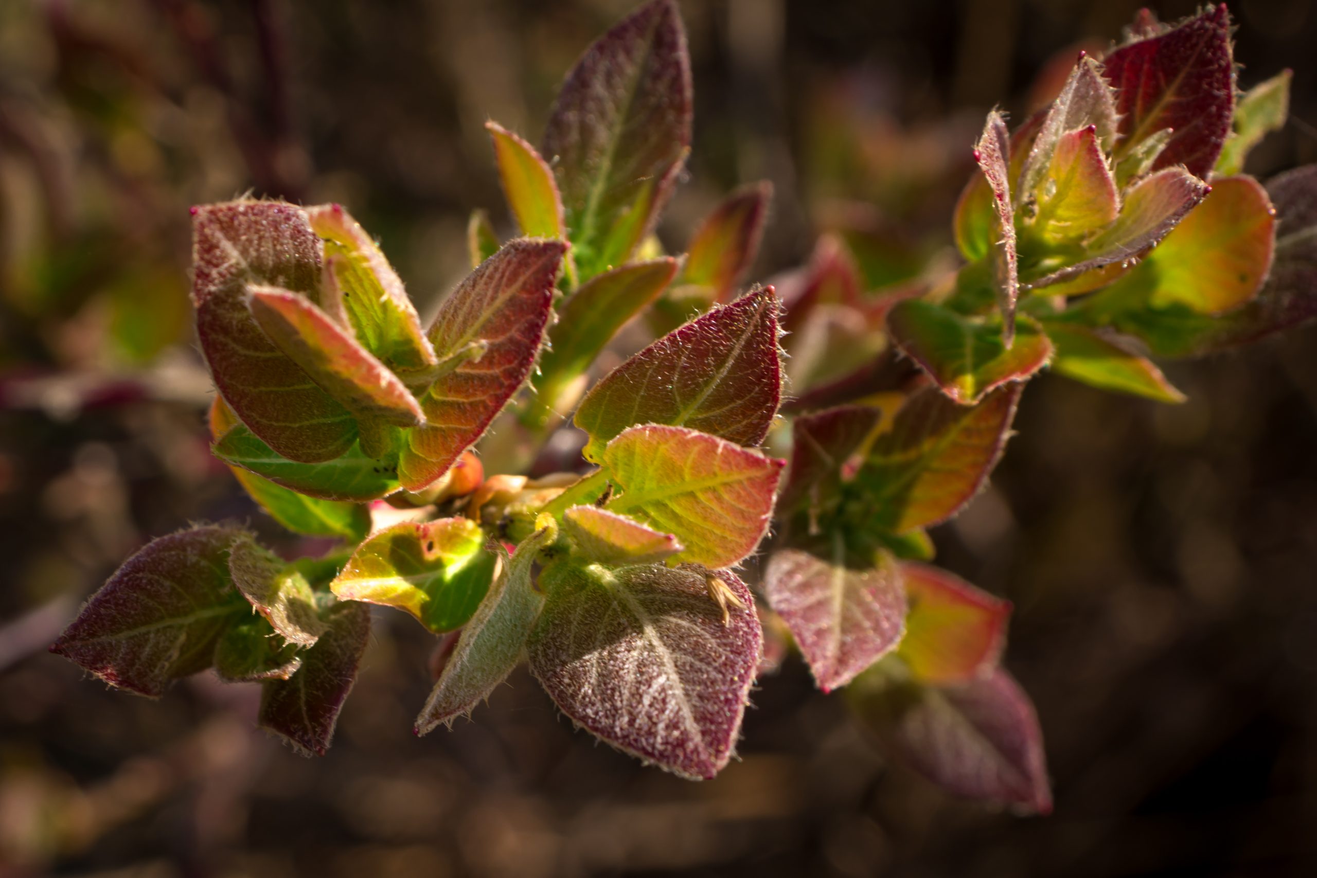 Green leaves of a plant