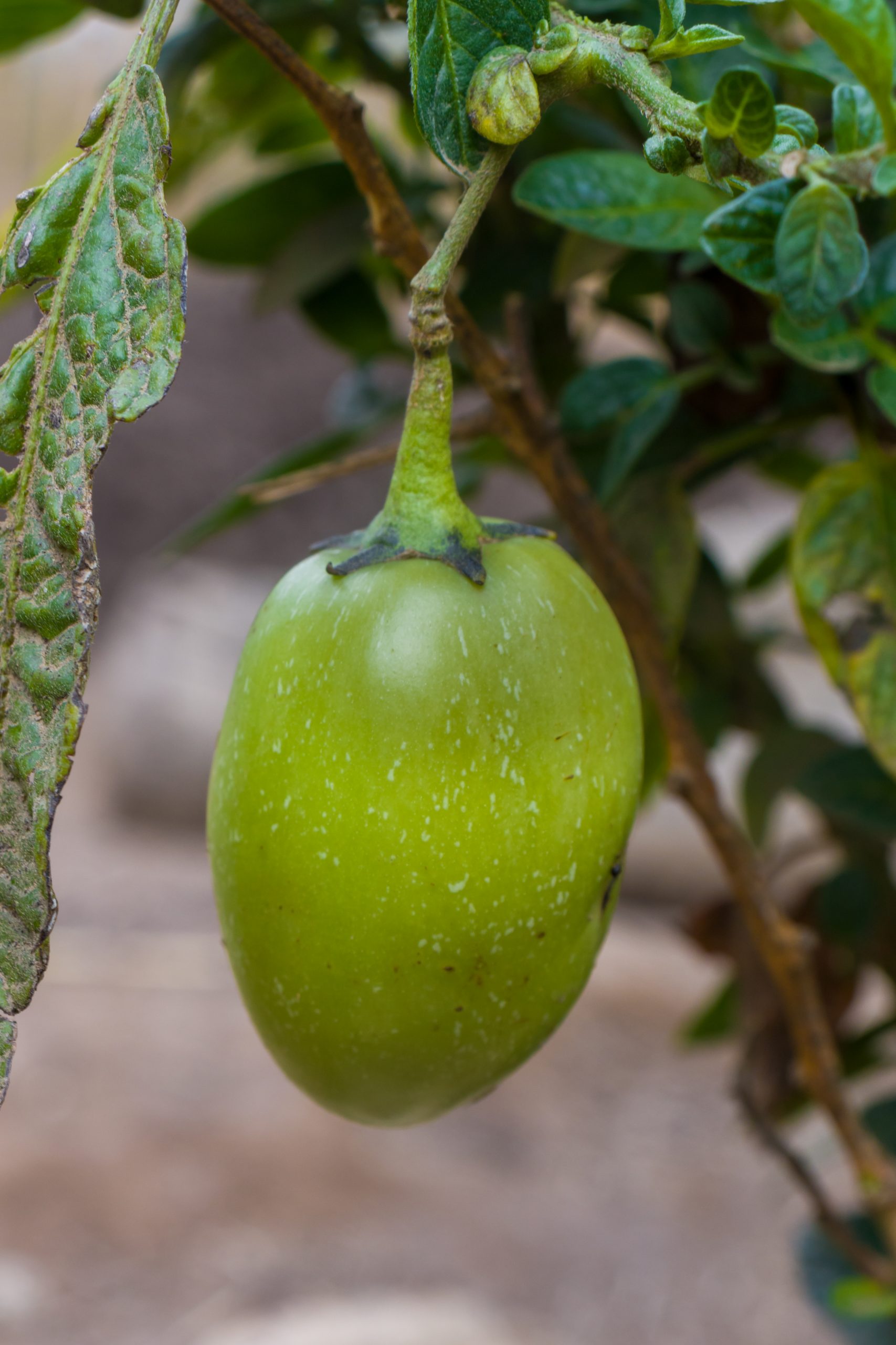 Green squash