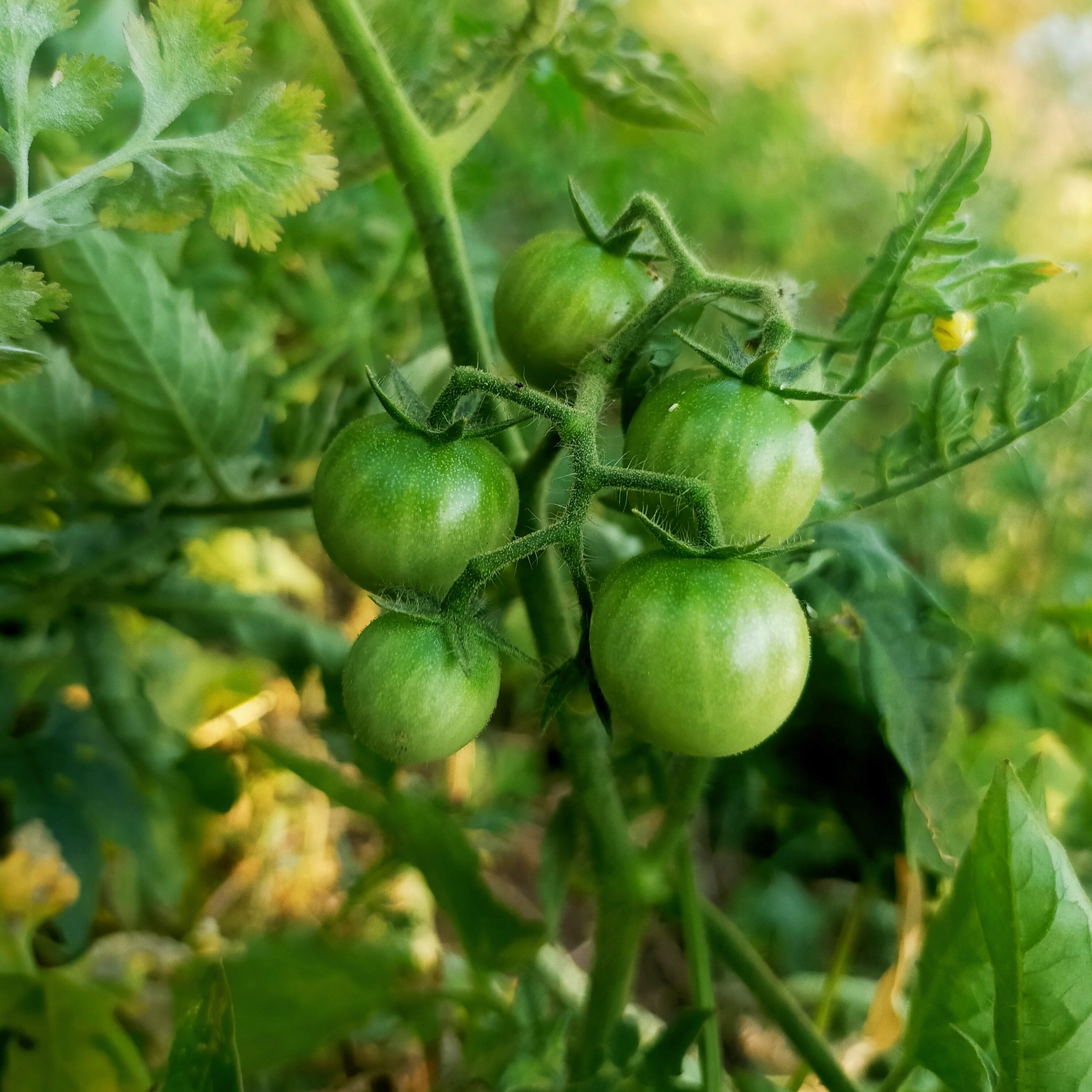 Green tomatoes plant