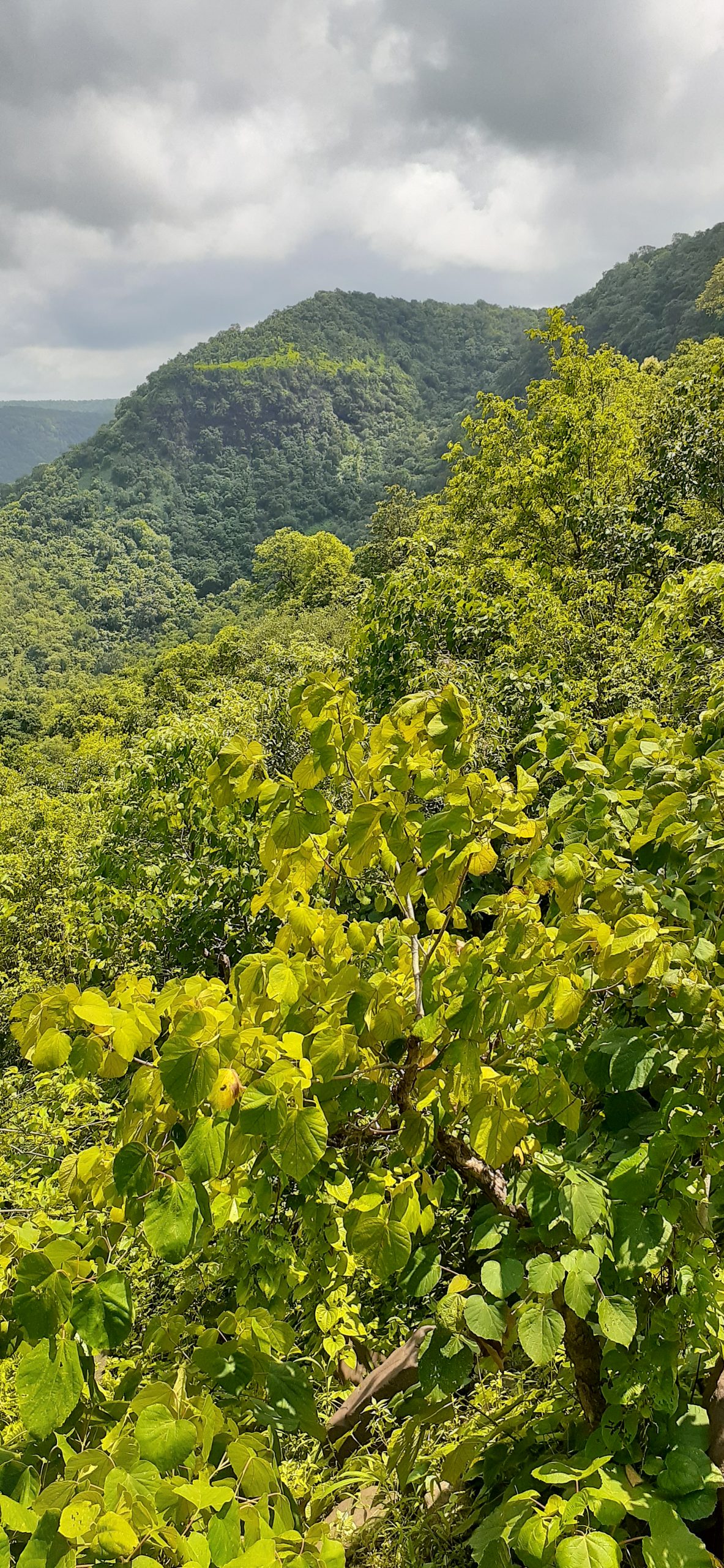 Greenery of mountains - Free Image by Pravin Mavchi on PixaHive.com